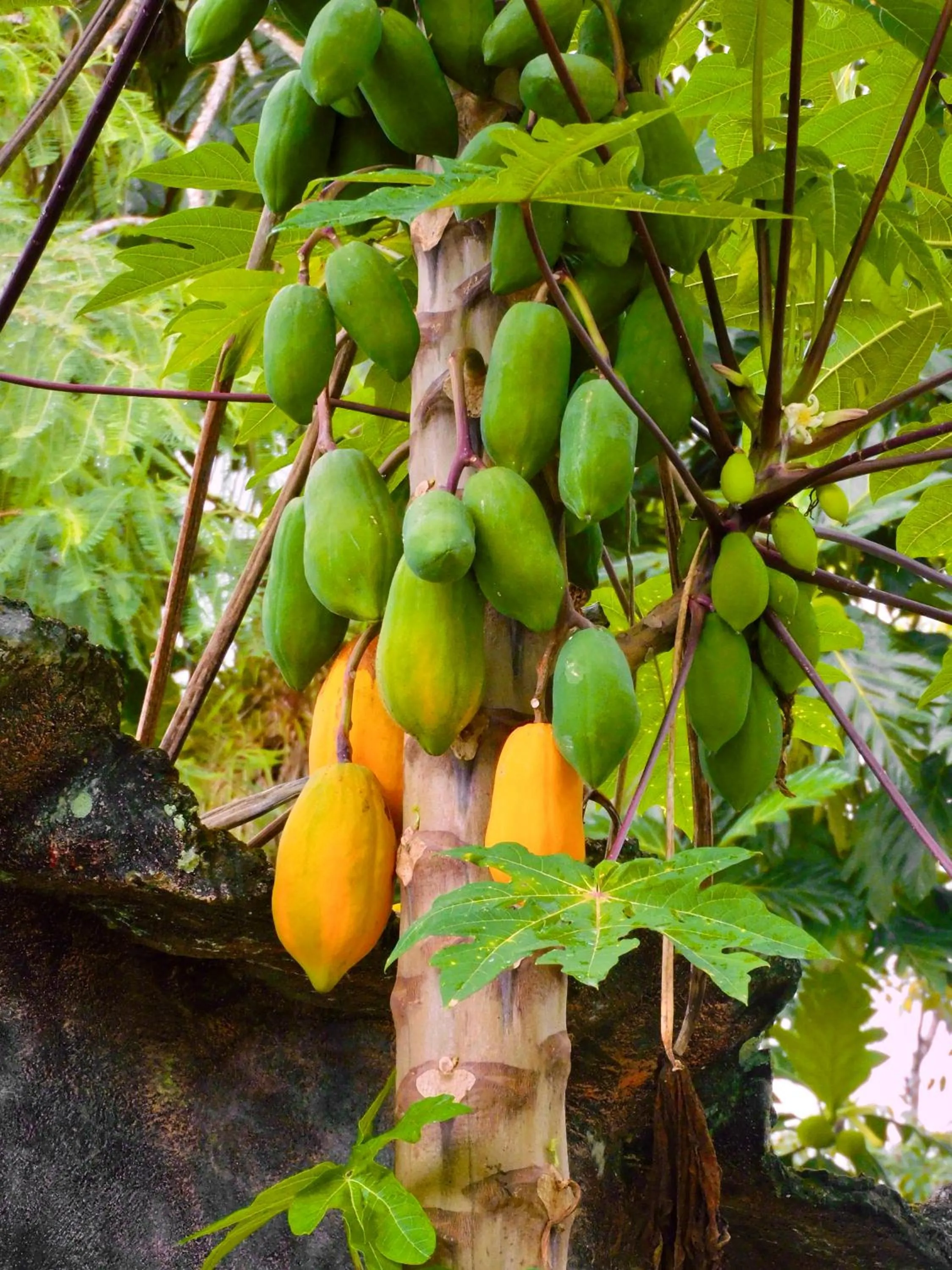 Day in Puerto Quito Lodge - Las Iguanas