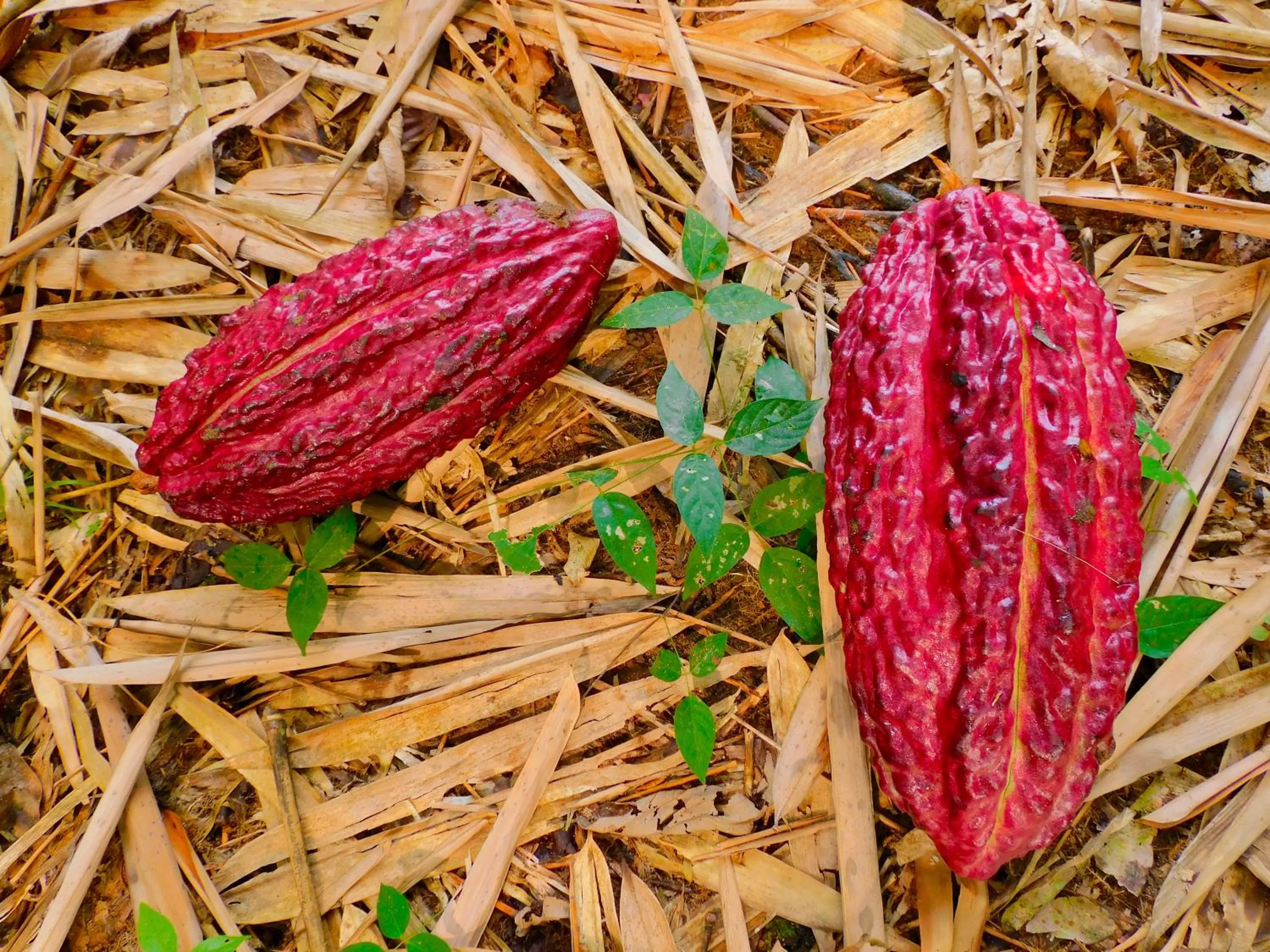 Spring in Puerto Quito Lodge - Las Iguanas