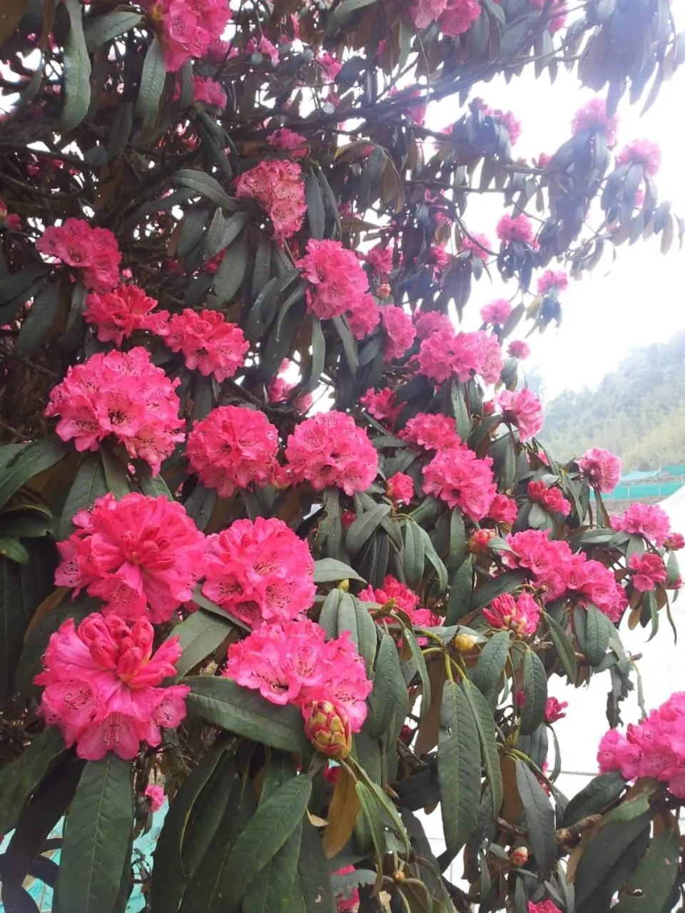 Garden in Salakha Homestay