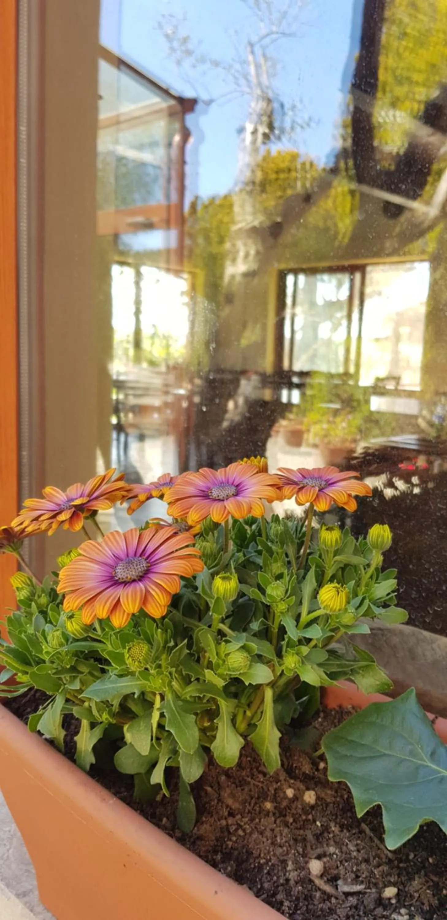 Agriturismo La Mandragola Relais