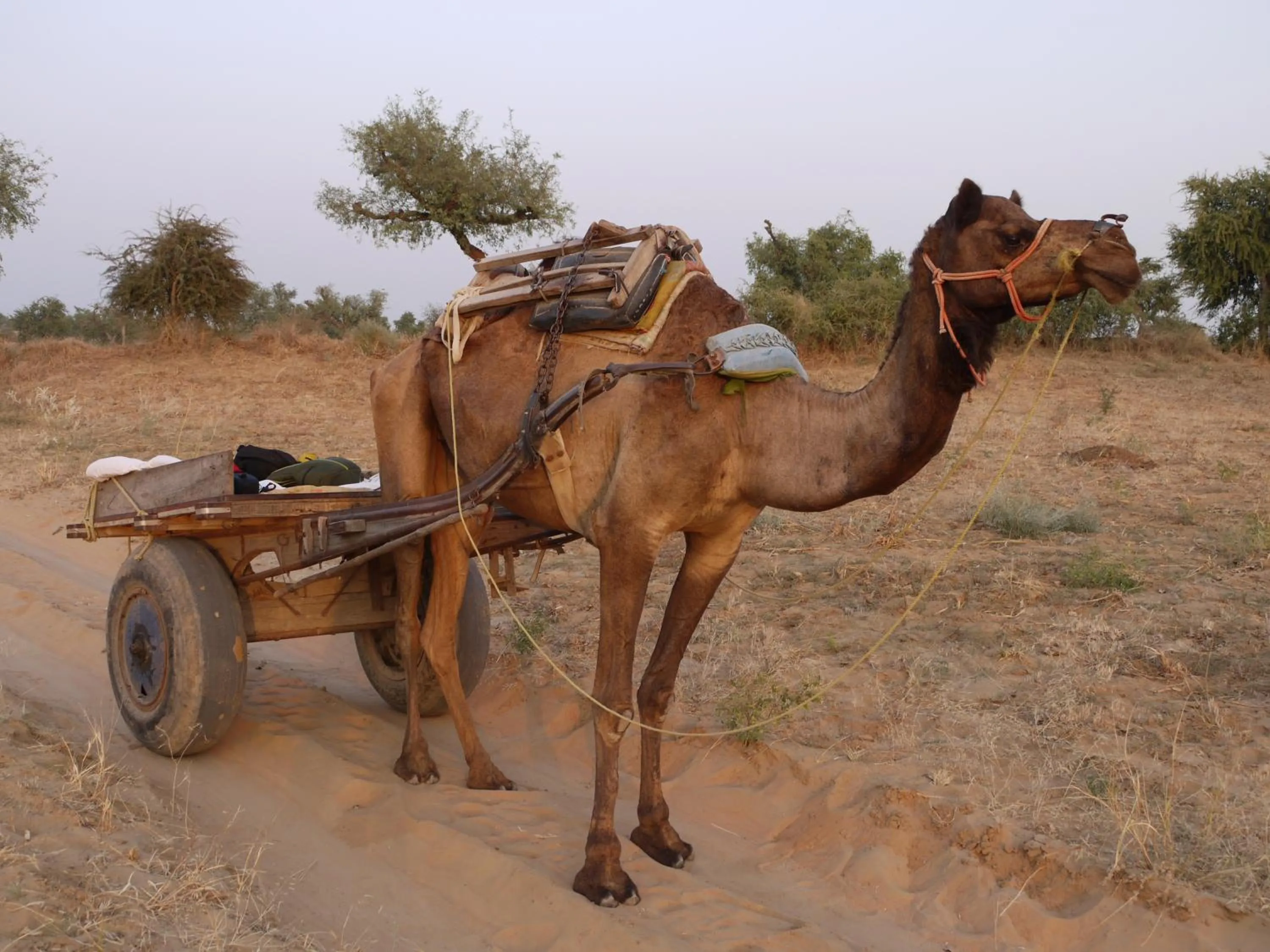 Animals in Hotel Shekhawati, A boutique stay