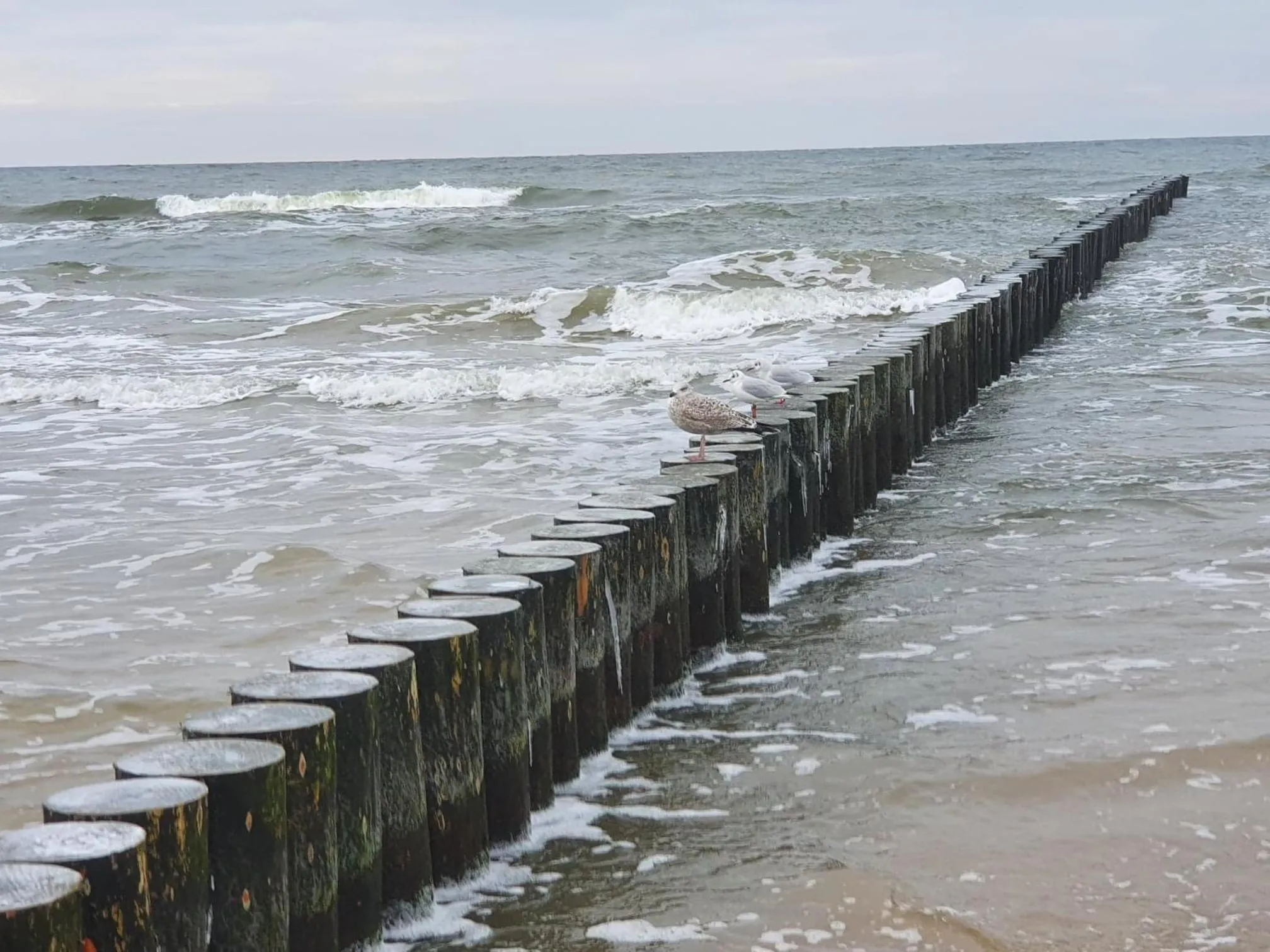 Natural landscape in Baltic Cliff Apartamenty