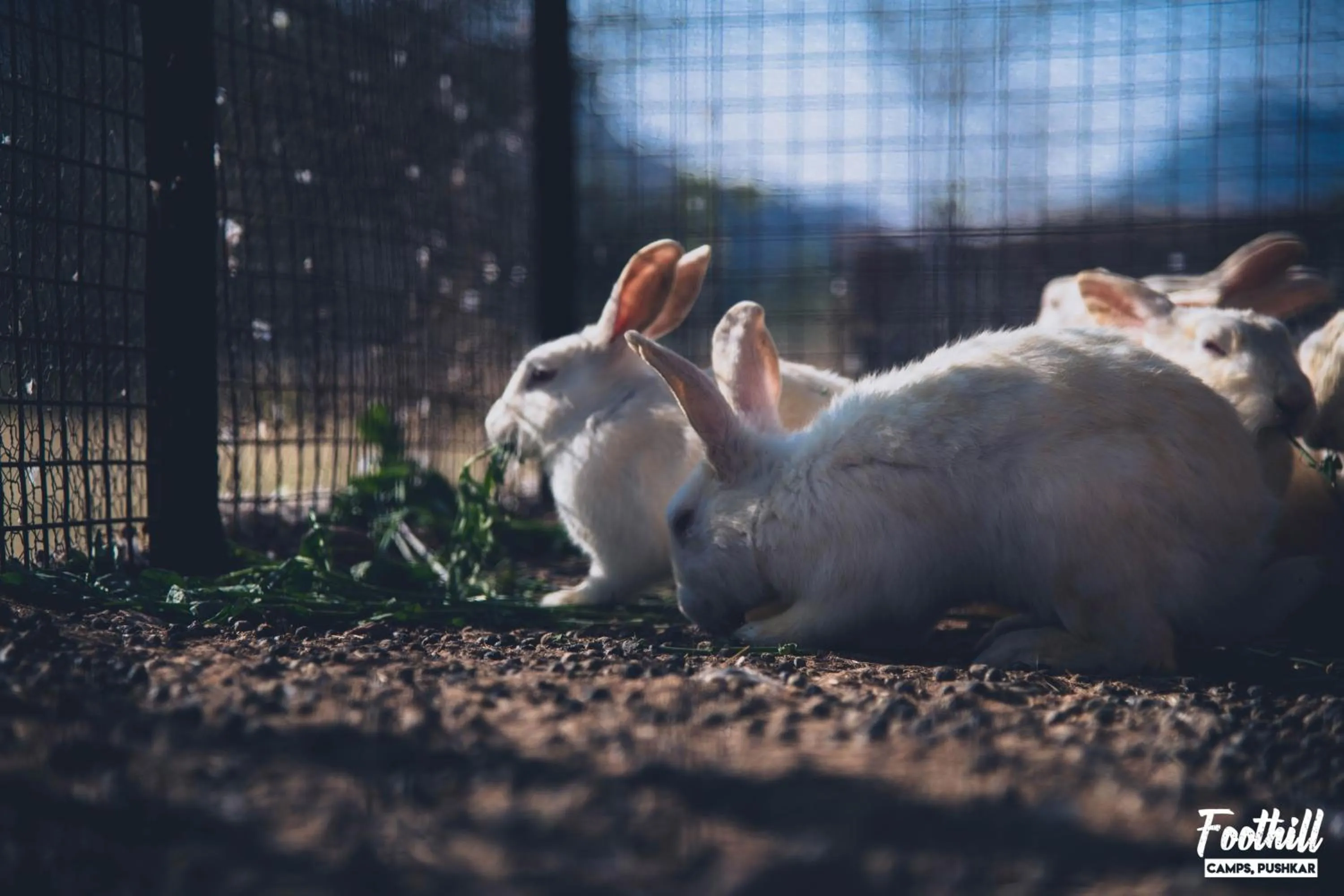 Pets in Foothill Pushkar Resort