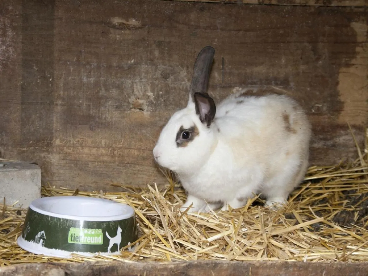 Animals in Bettmann regional Einkaufen & Bauernhofurlaub