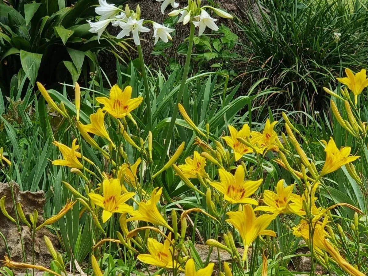 Garden view in Palms Lodge