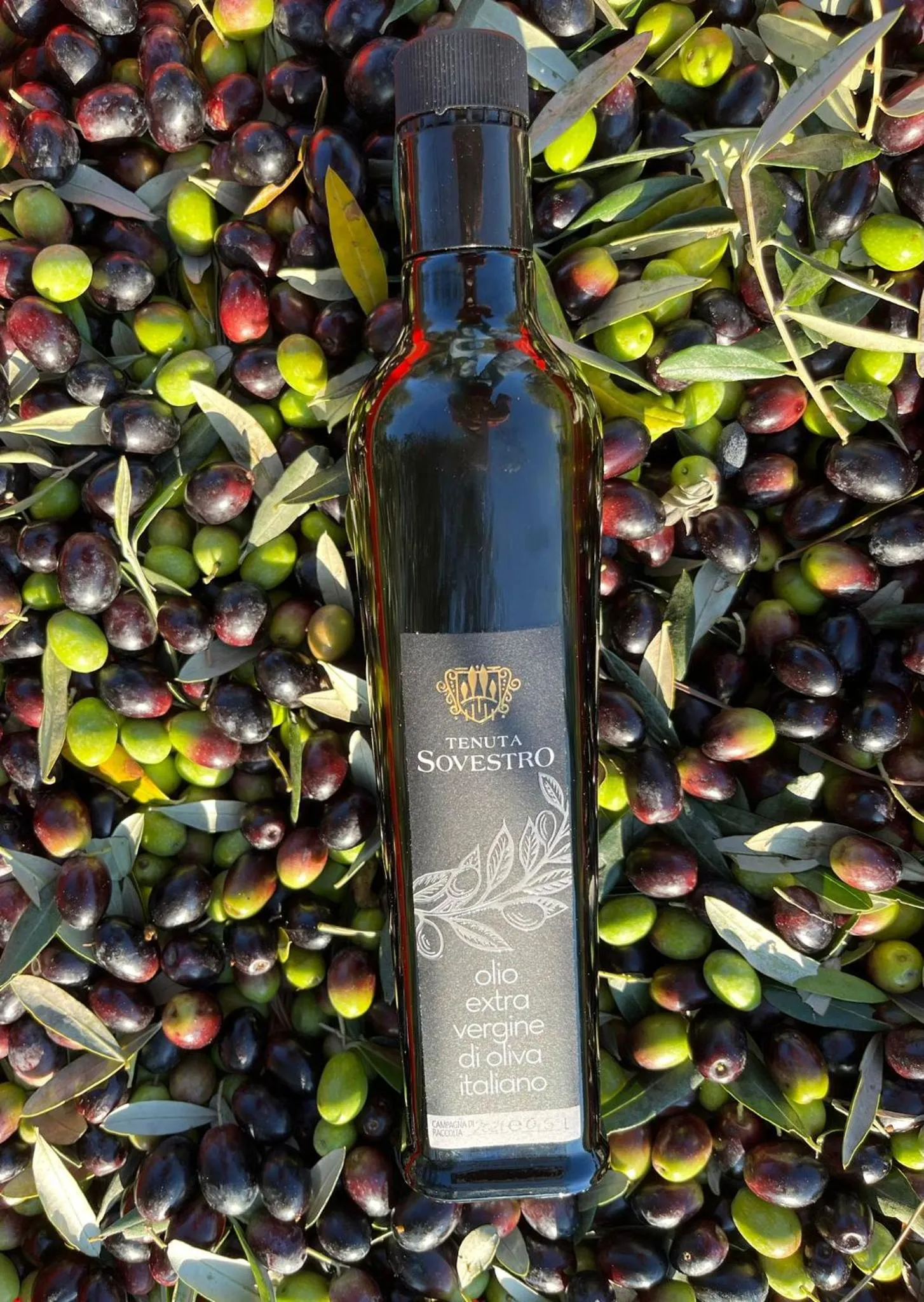 Activities in Tenuta Sovestro - Agriturismo e winery