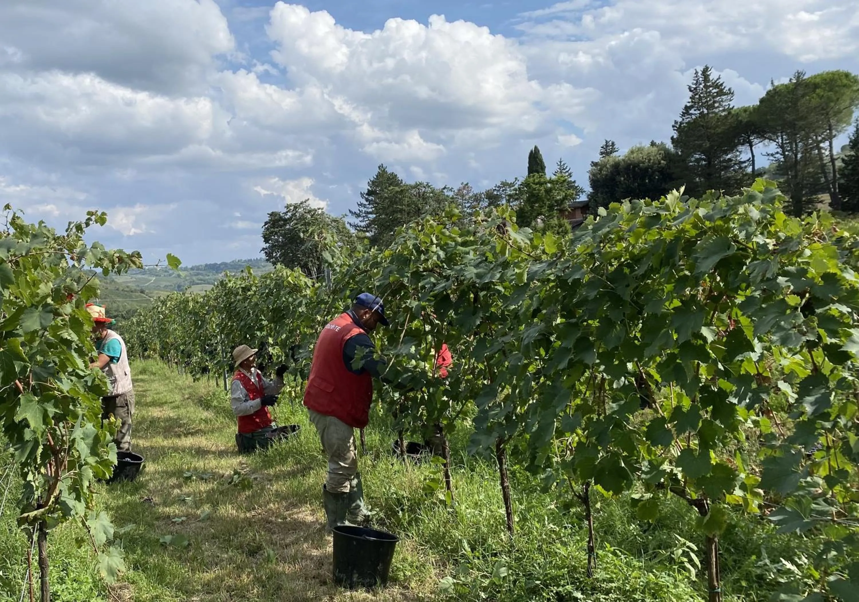 Activities in Tenuta Sovestro - Agriturismo e winery