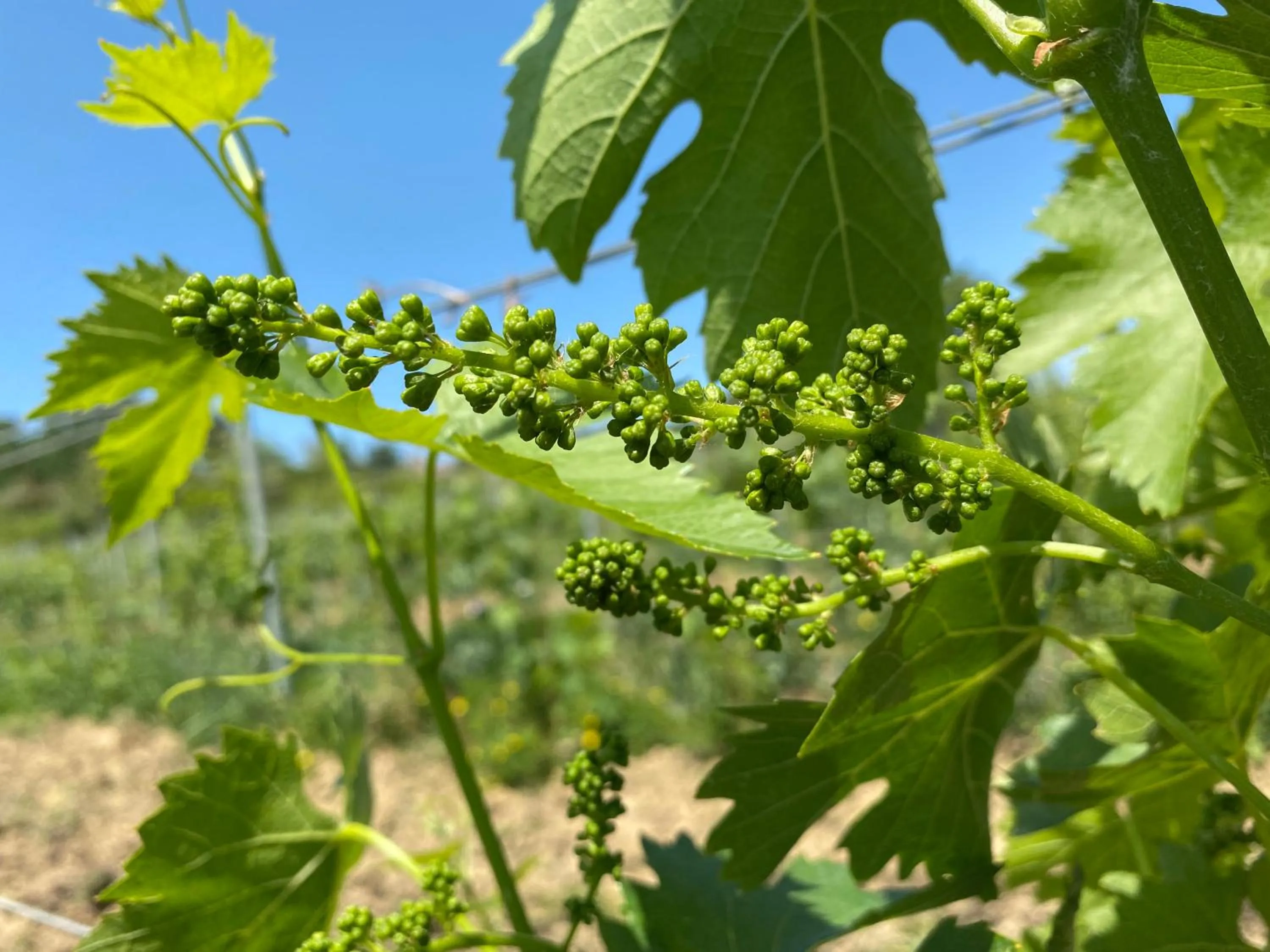 Natural landscape in Tenuta Sovestro - Agriturismo e winery