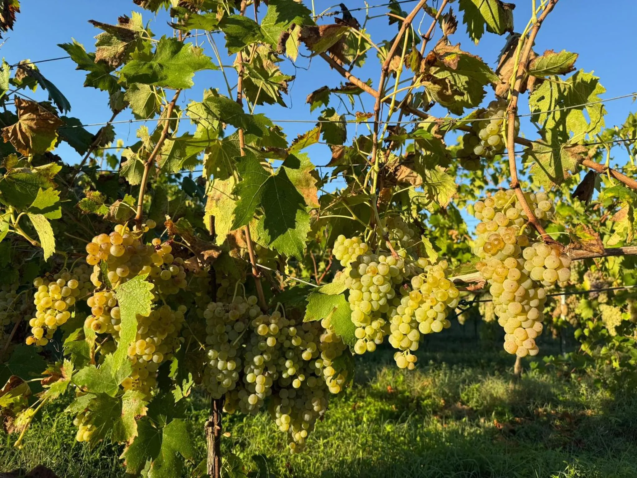 Activities in Tenuta Sovestro - Agriturismo e winery