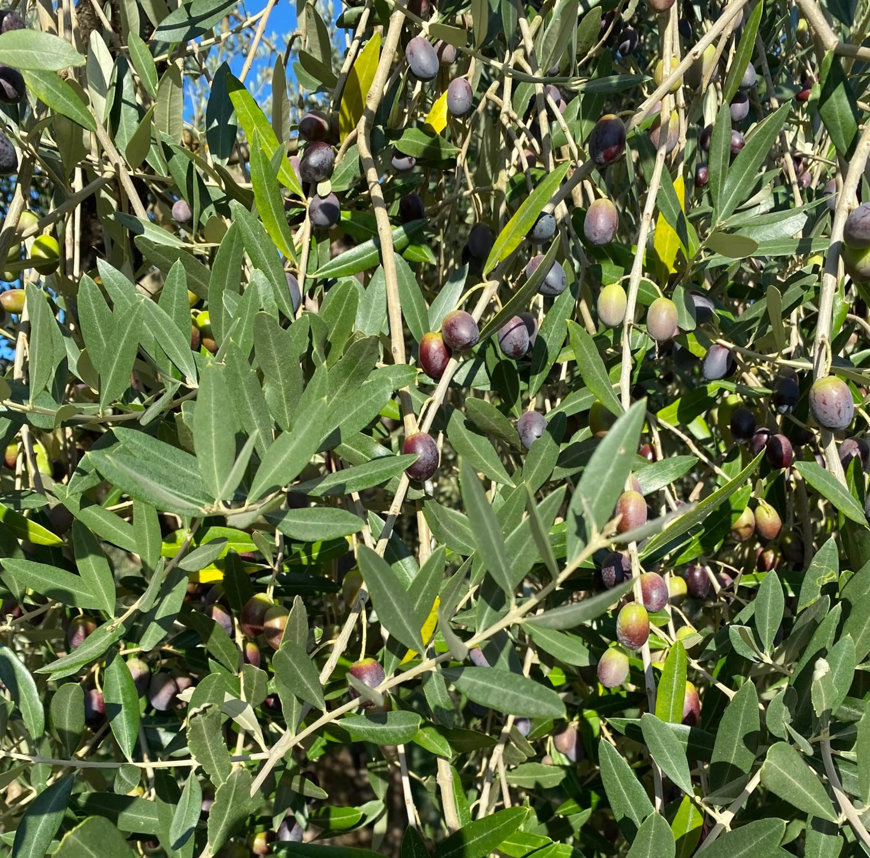 Garden in Tenuta Sovestro - Agriturismo e winery