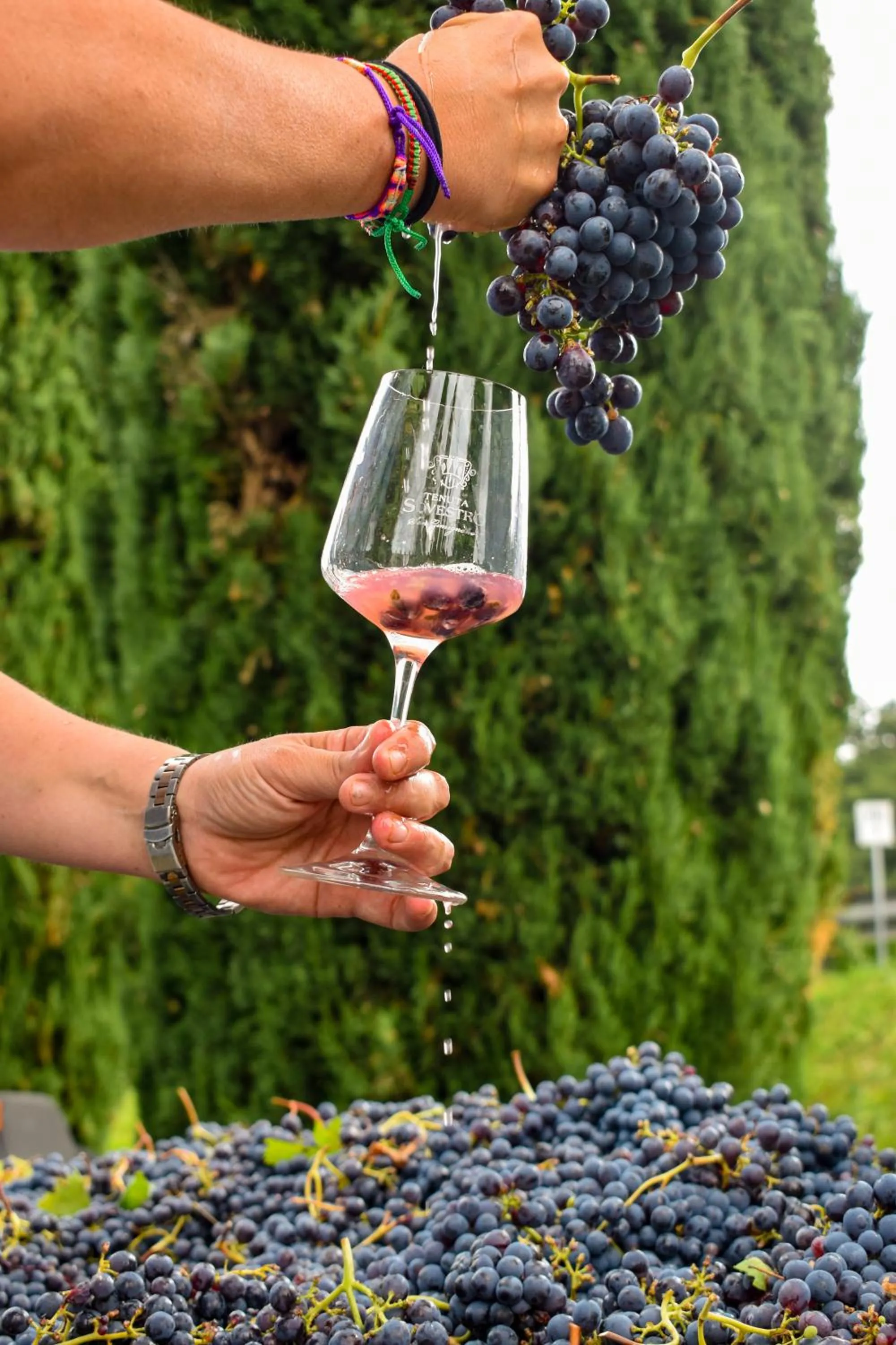 Activities in Tenuta Sovestro - Agriturismo e winery