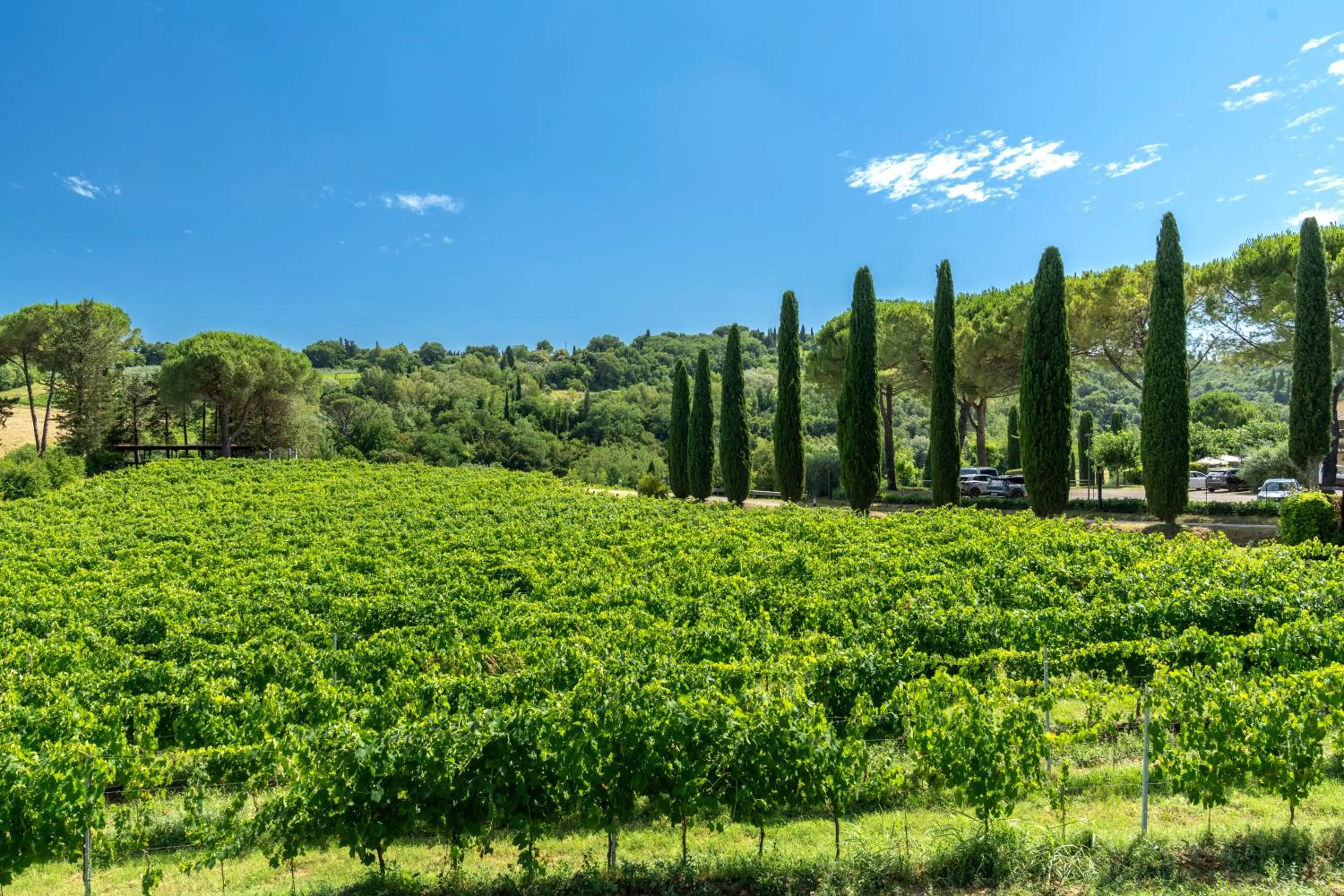 View (from property/room) in Tenuta Sovestro - Agriturismo e winery