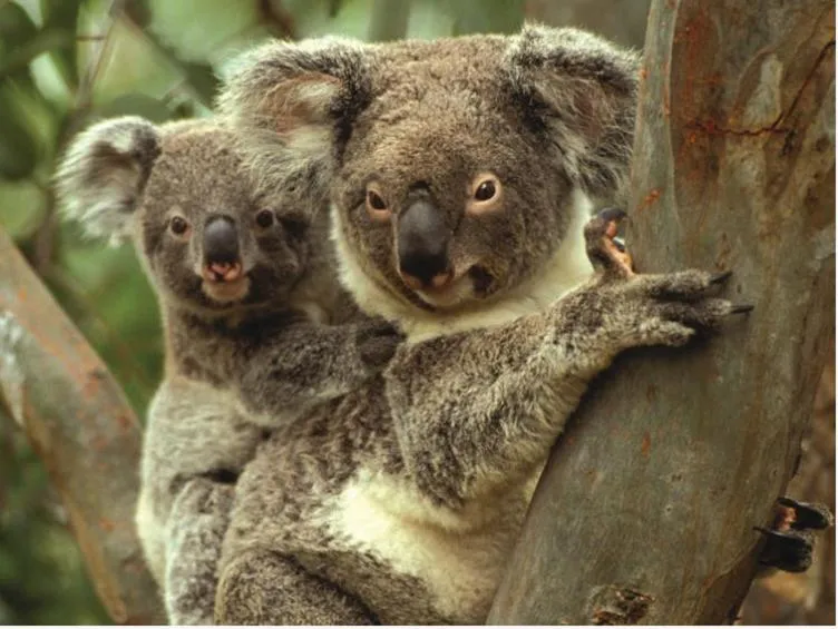 Harvest Lodge Motel - Gunnedah