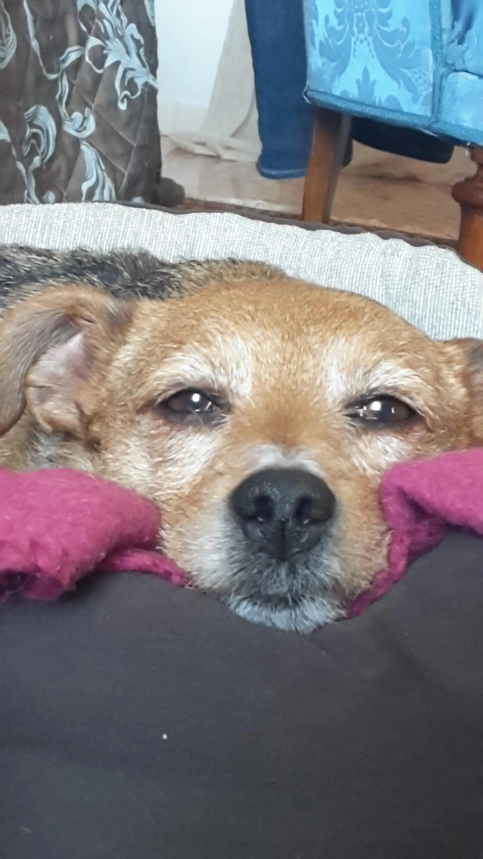 Animals in B&B ForseSiForseNo