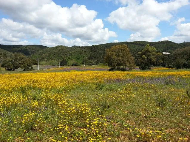 View (from property/room) in Herdade Quinta Natura Turismo Rural