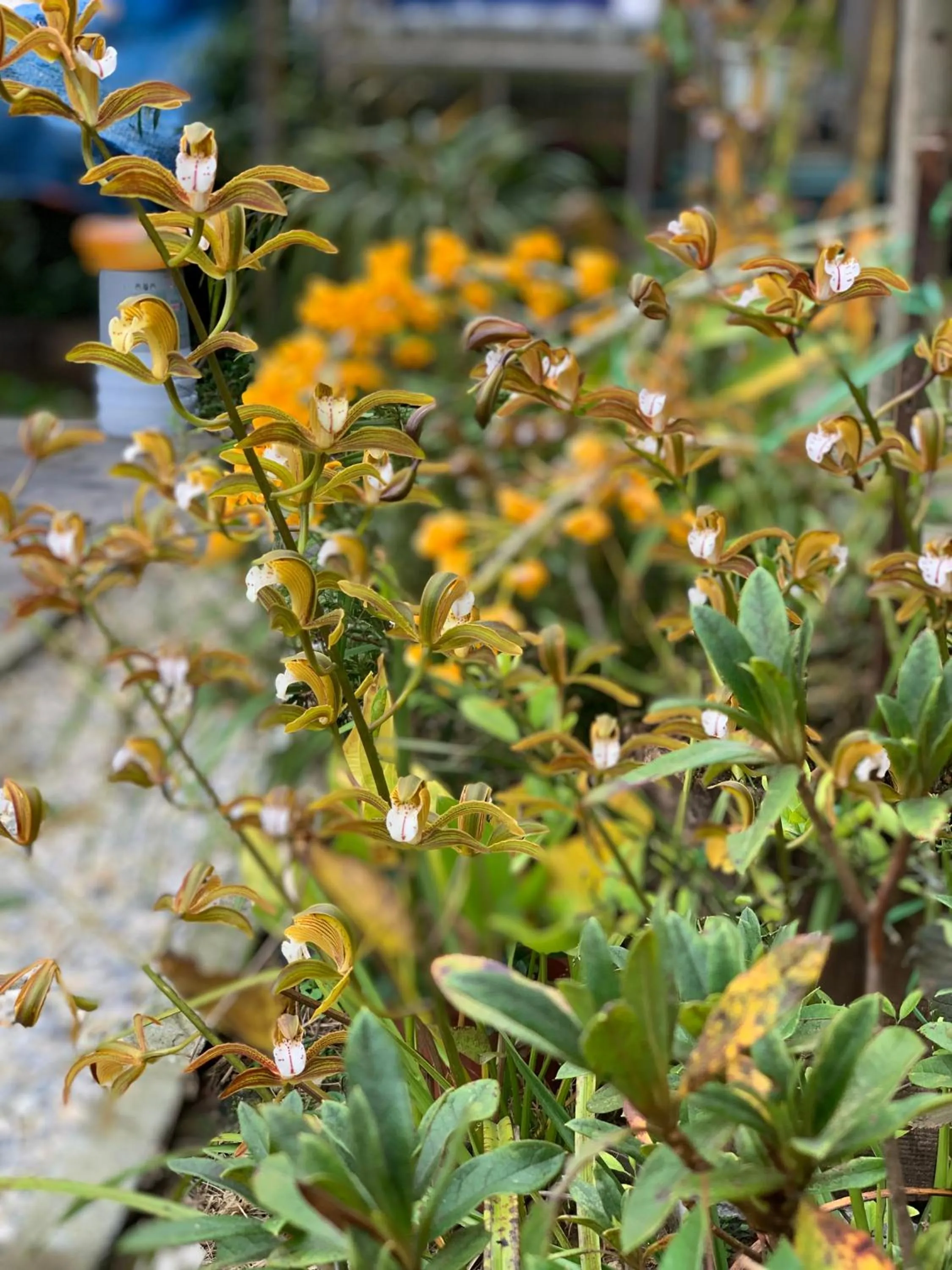 Garden in The 1996 House