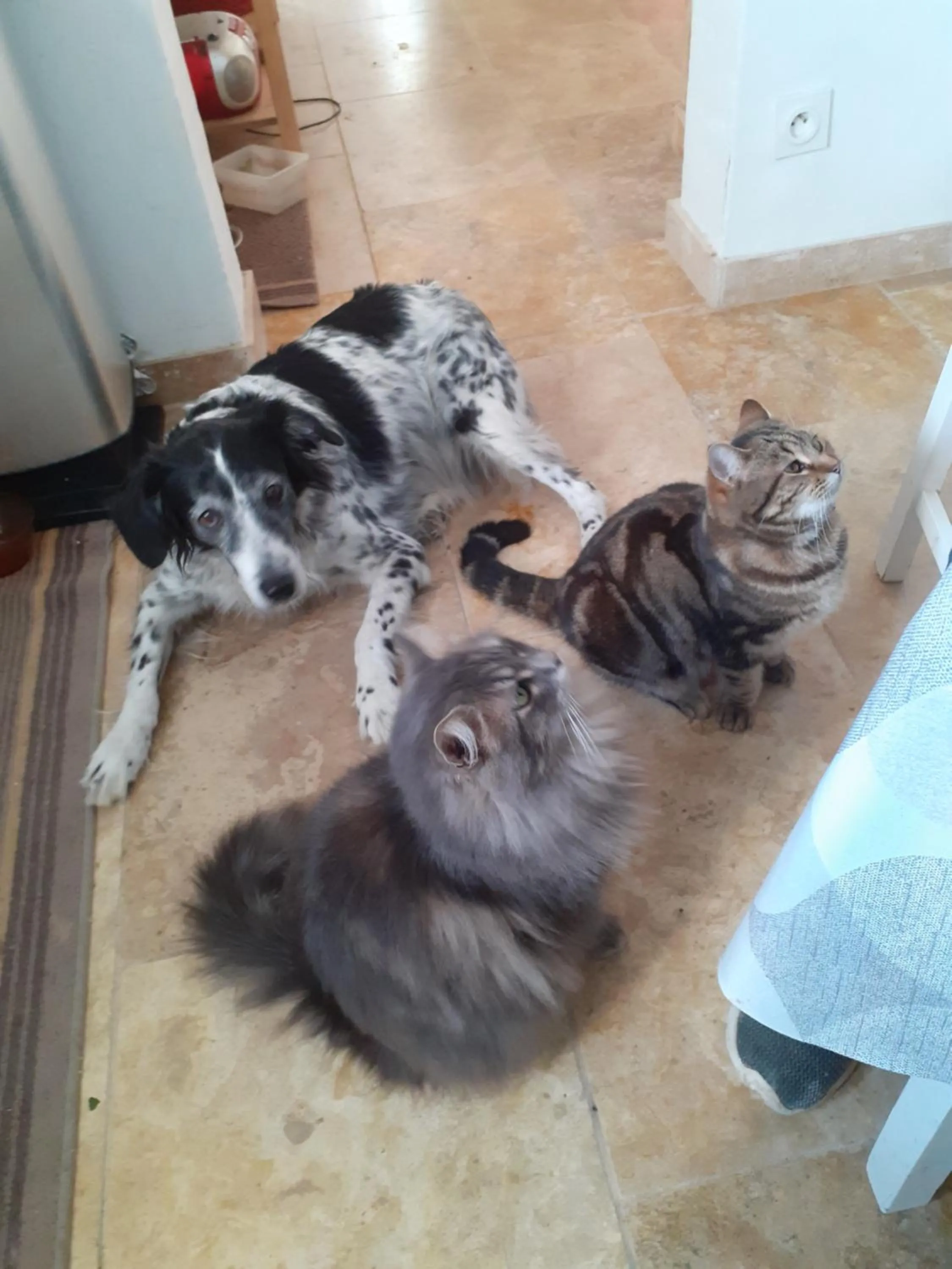 Pets in La Sapiniére -chambres climatisées