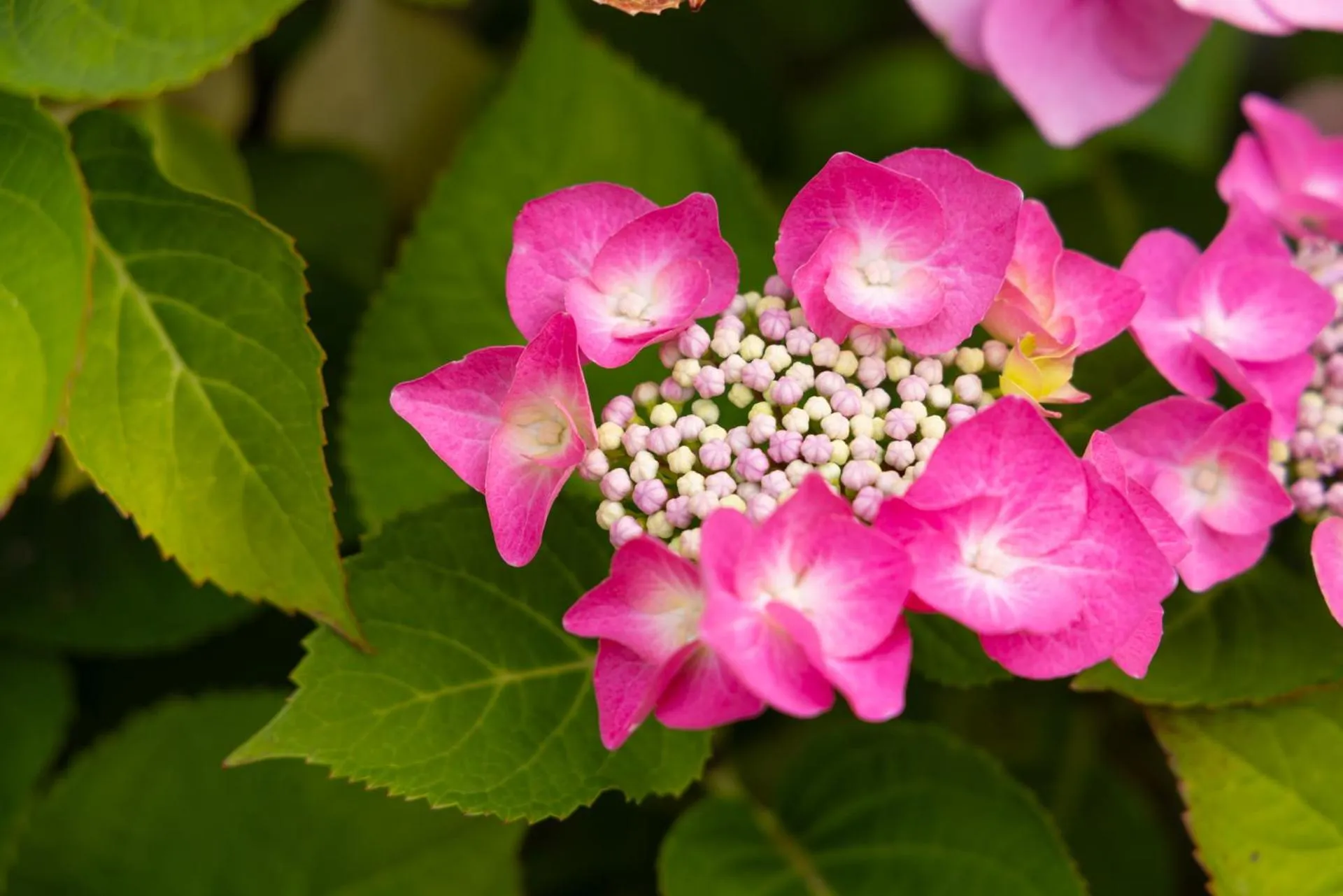 Ardeonaig Hotel & Restaurant