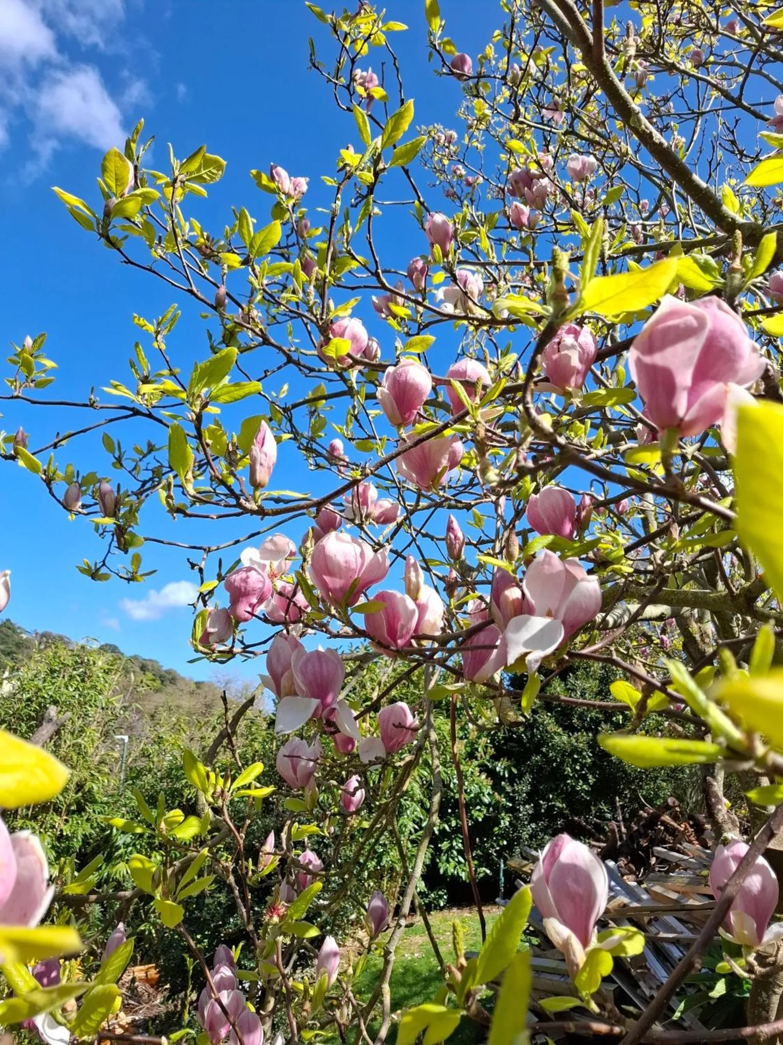 Palm Grove Apartments