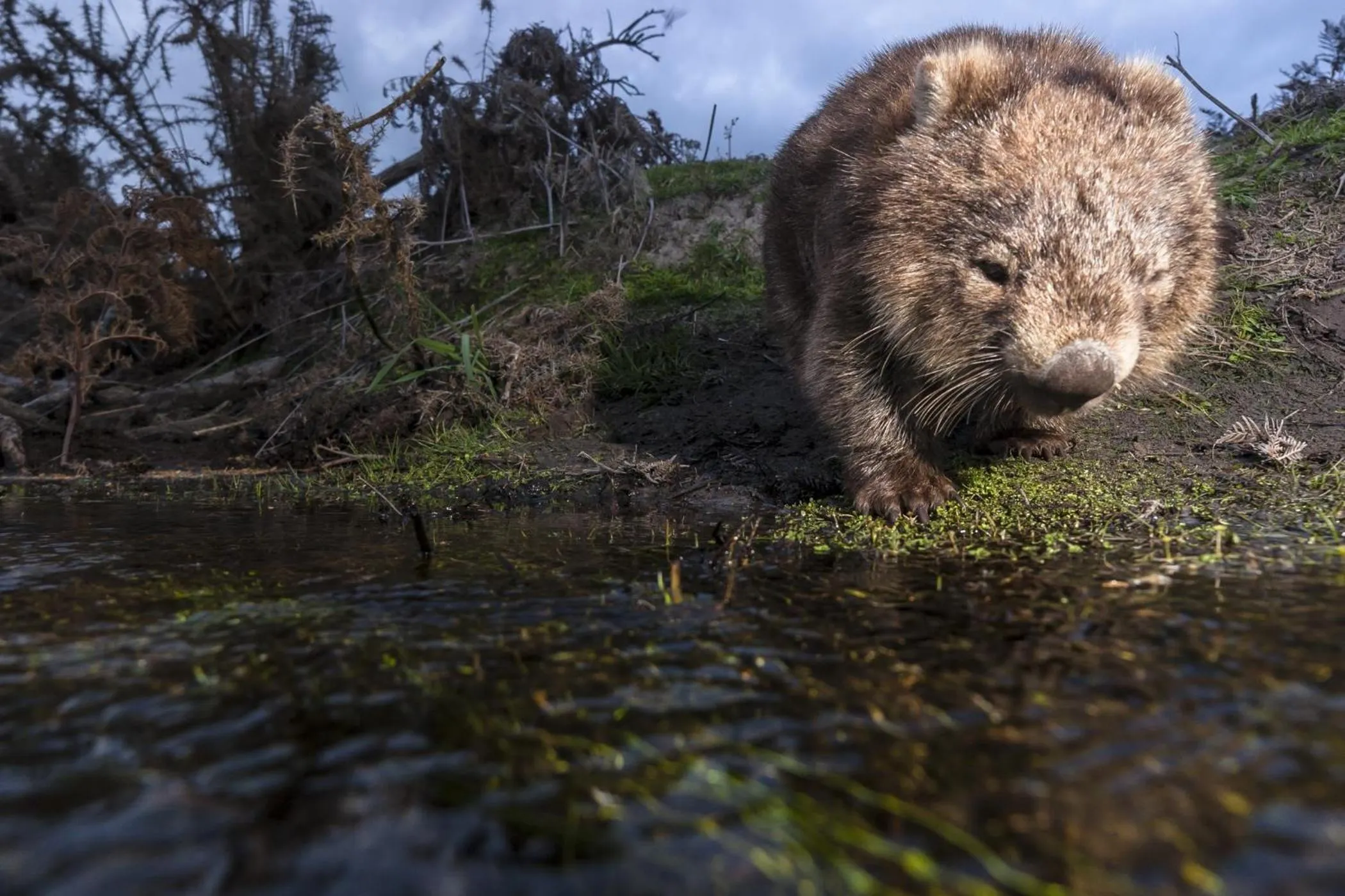 Animals in Cradle Gateway Chalets