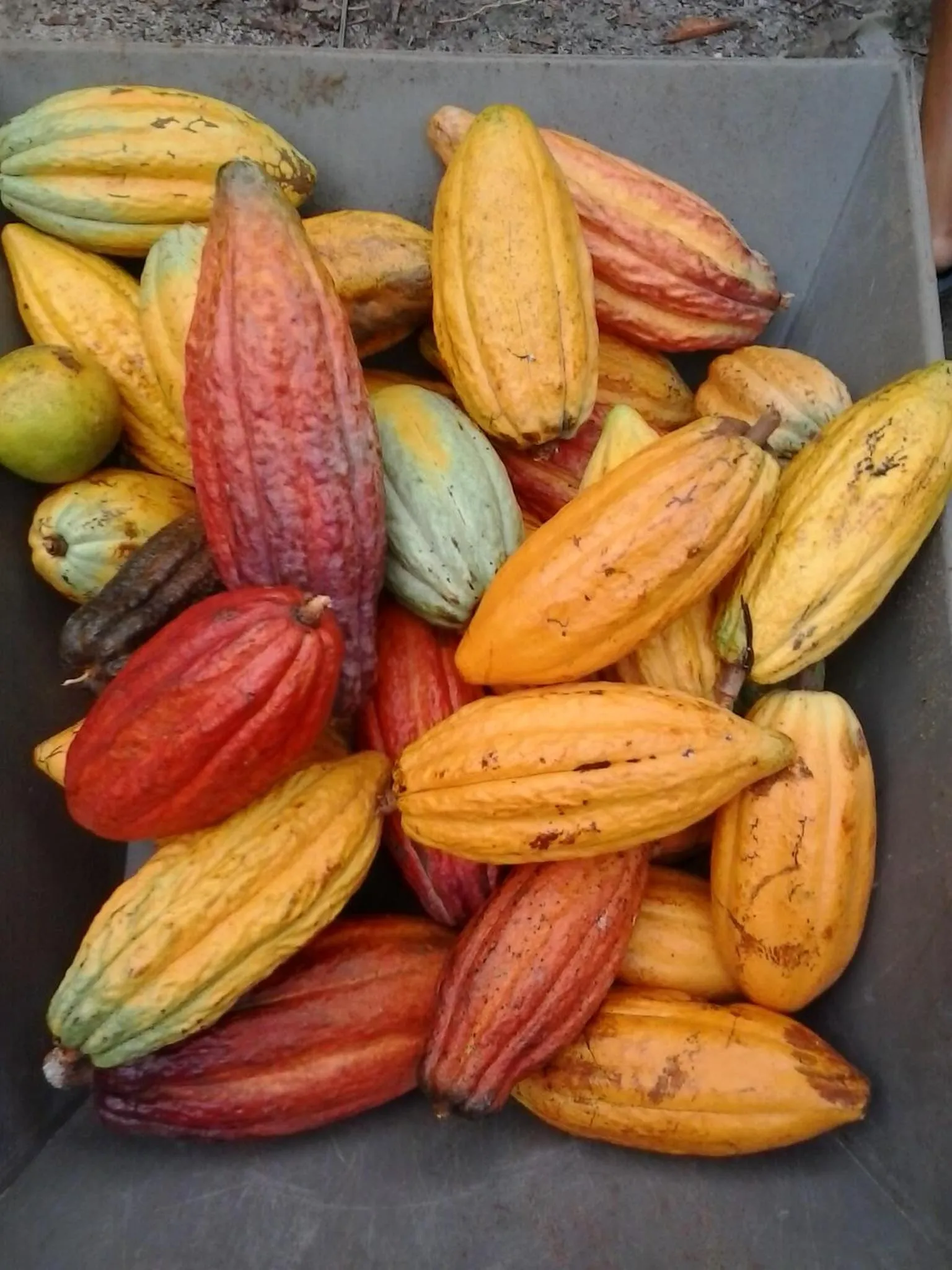 Garden in Pousada Vila Araticum