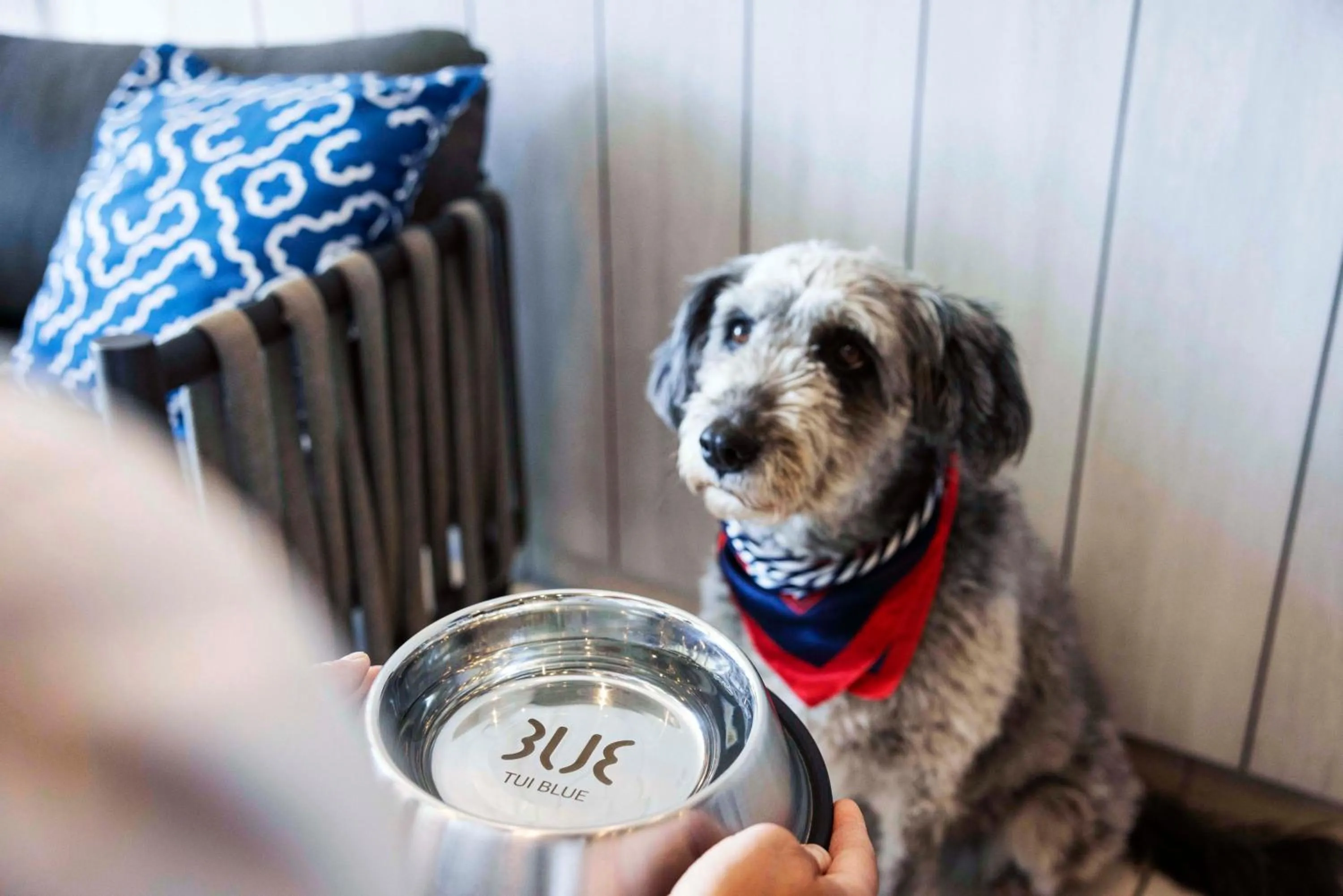 pet friendly in TUI BLUE Sylt