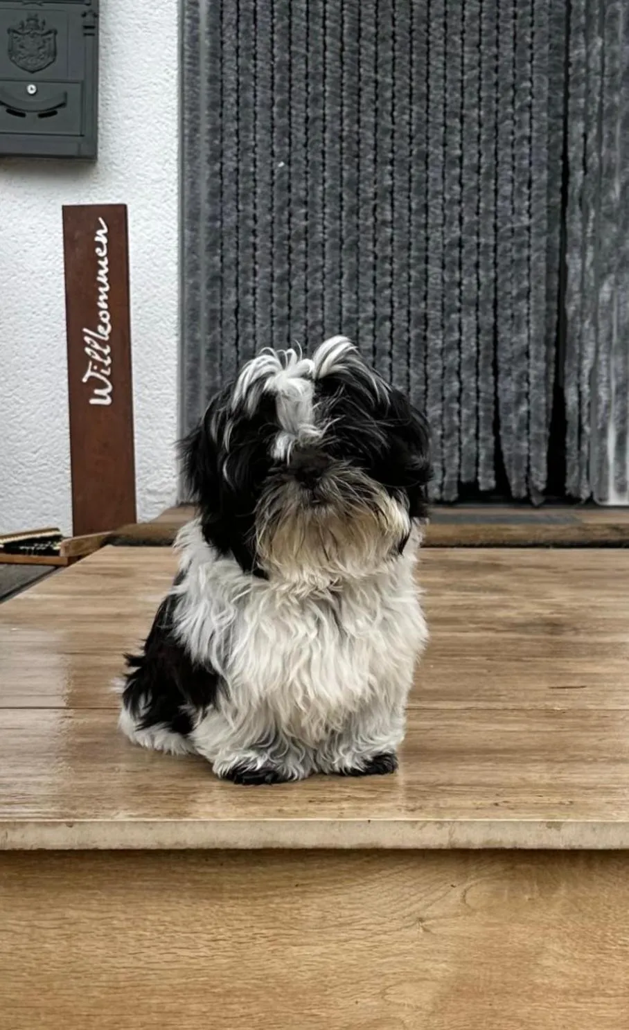 Pets in Boutique Hotel Alpenhof