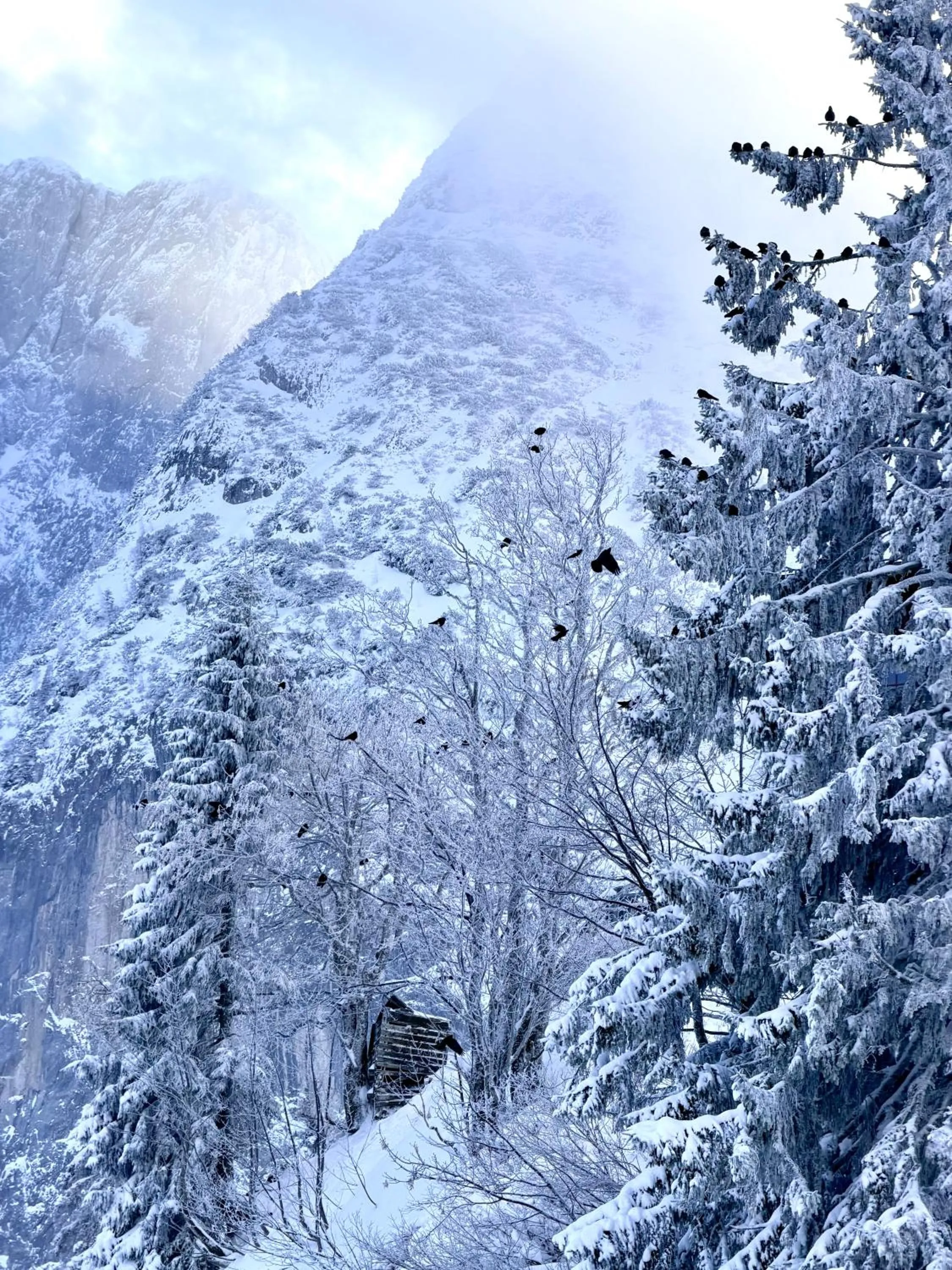 Skiing in Boutique Hotel Alpenhof