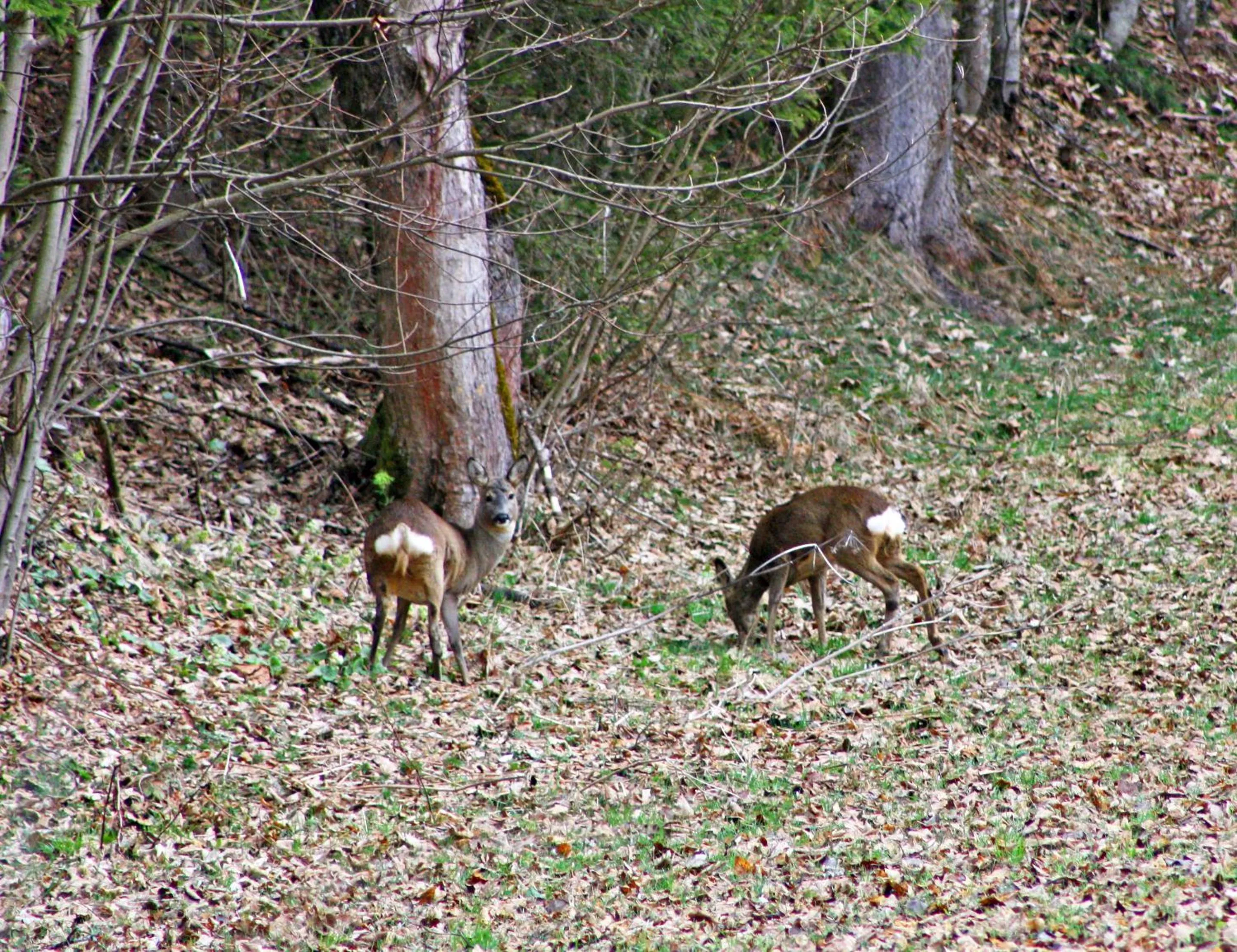 Garden in Boutique Hotel Alpenhof