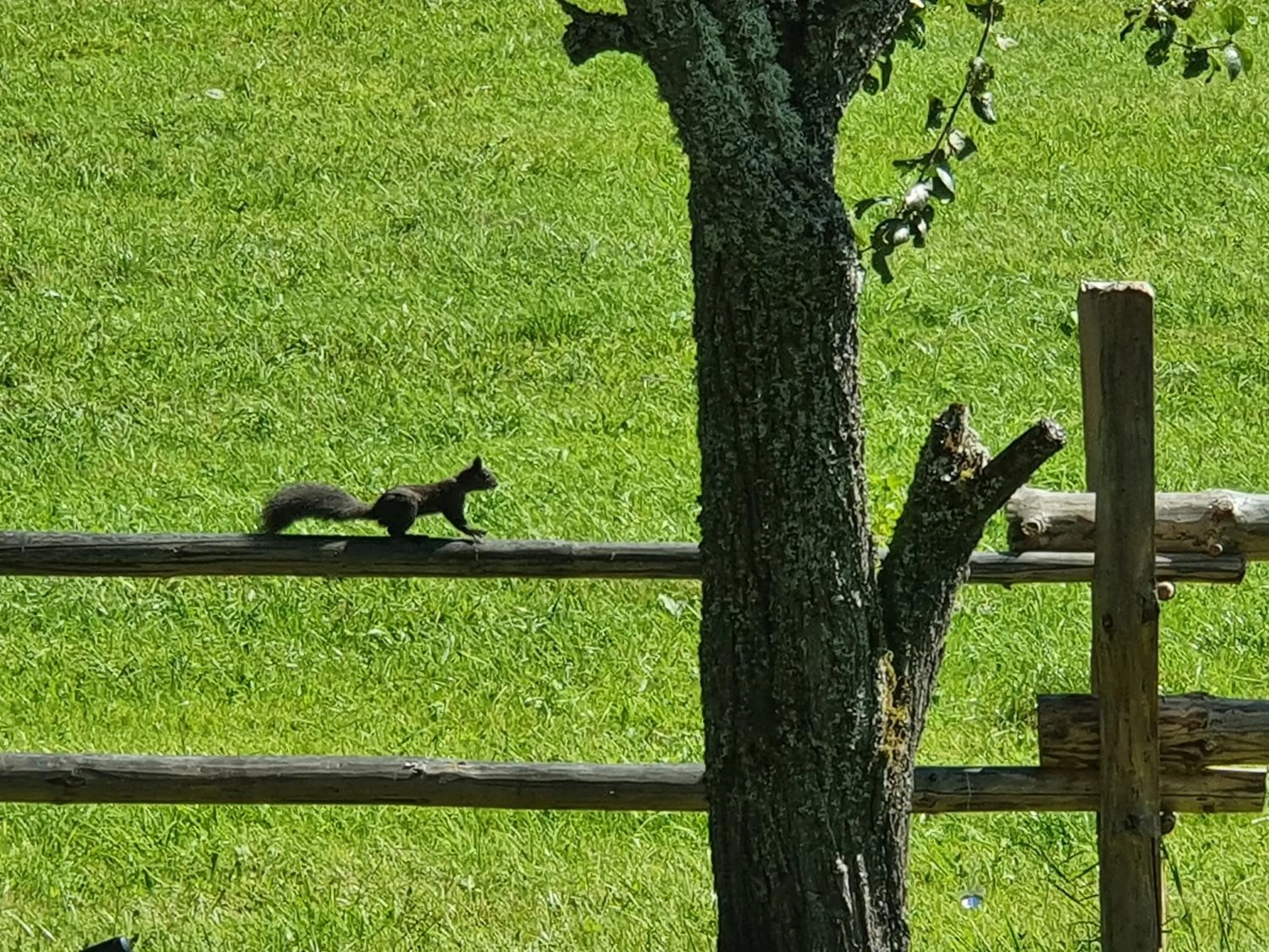 View (from property/room) in Boutique Hotel Alpenhof
