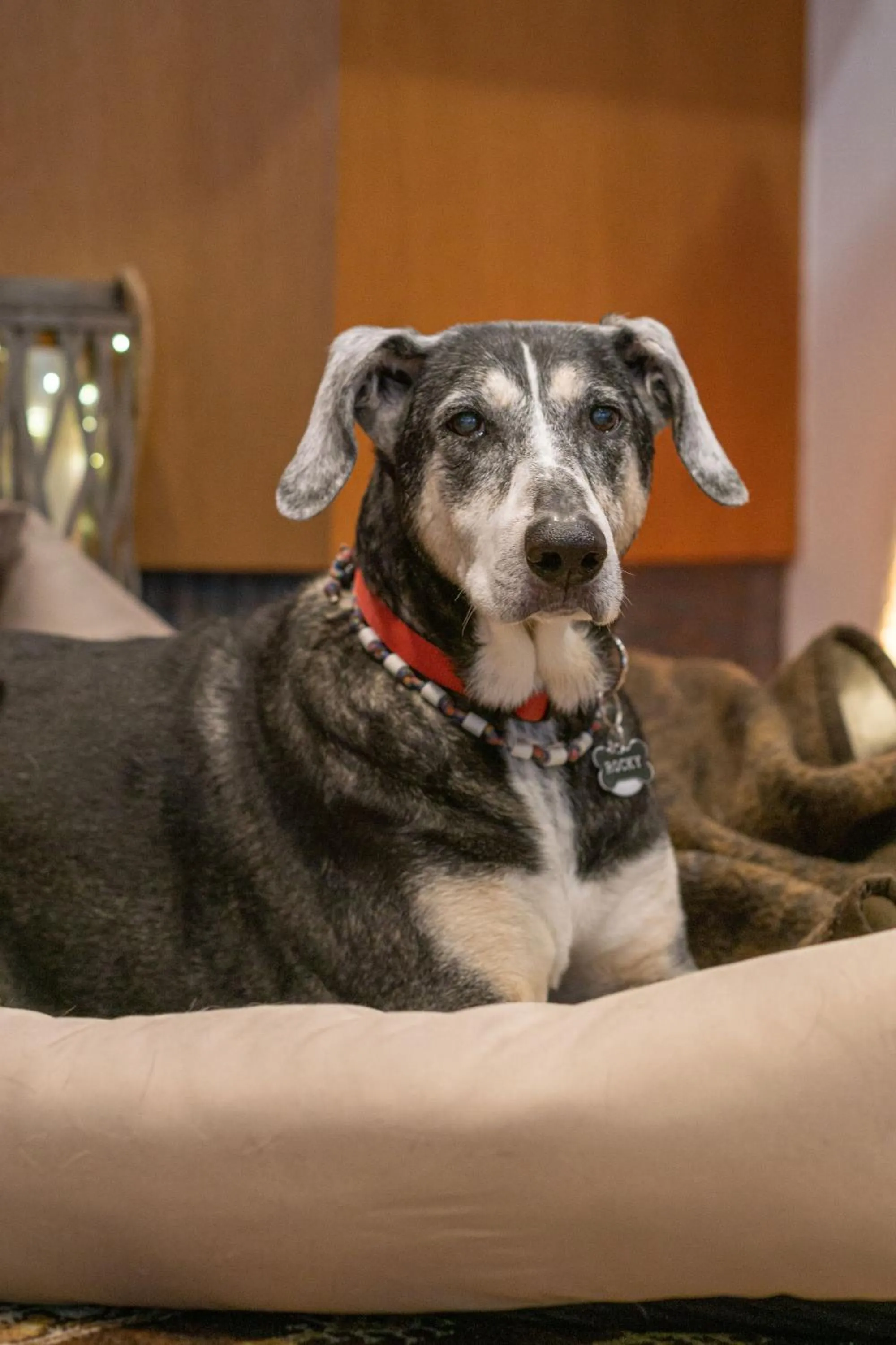 Pets in Hotel Kelkheimer Hof