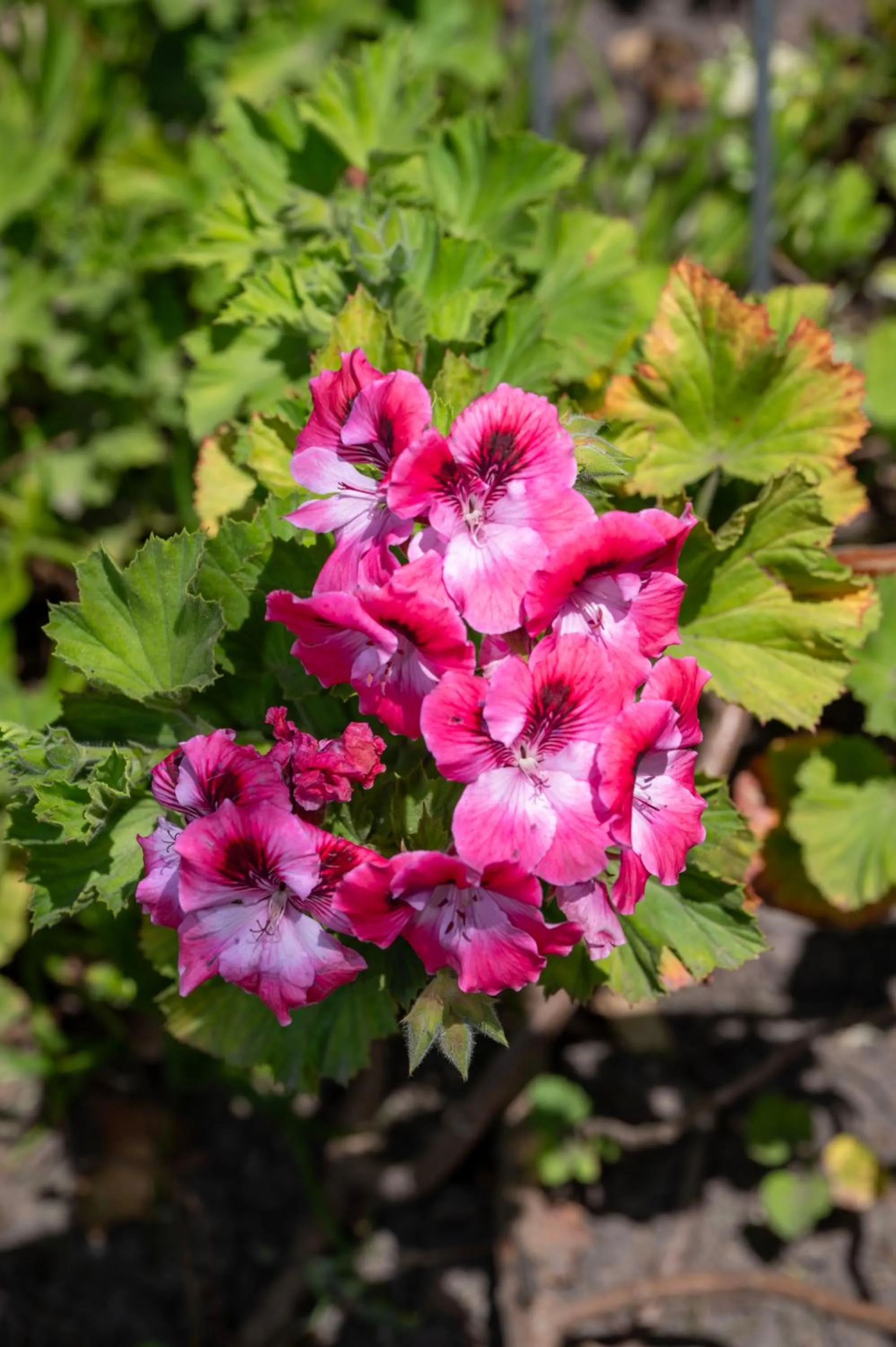 Garden in Pine Lodge George