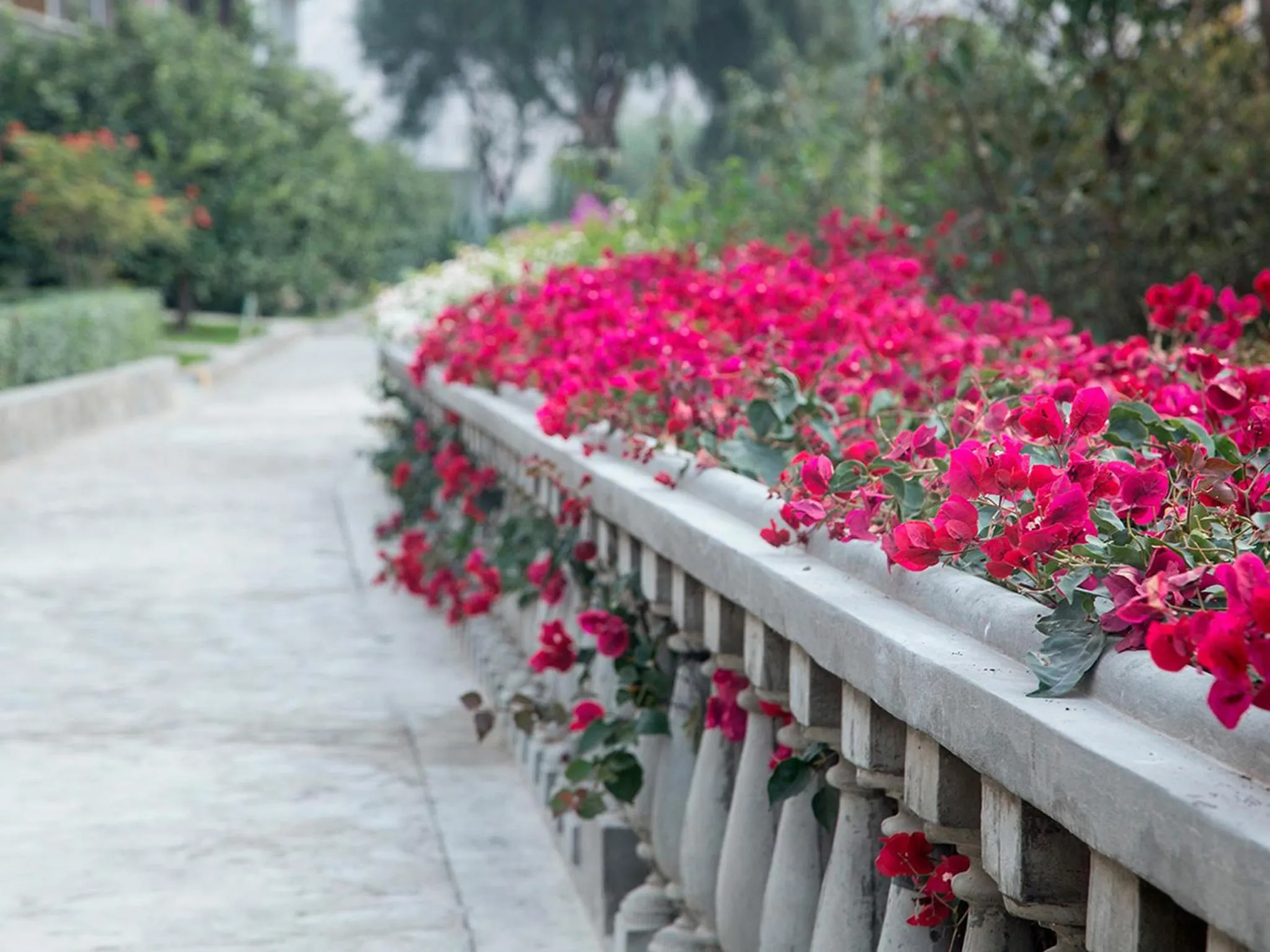 Garden in Guizado Portillo Hacienda & Resort