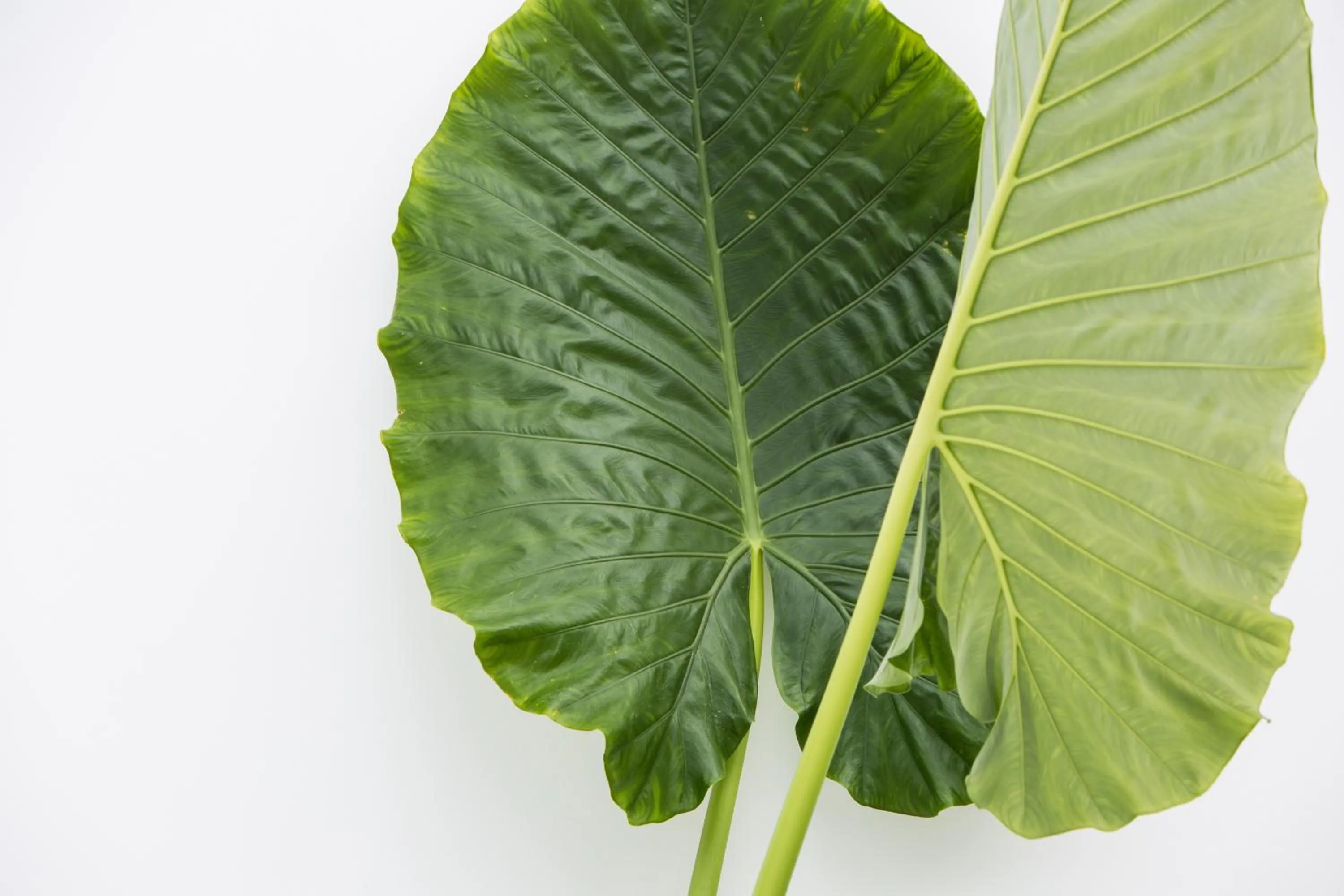 Decorative detail in Tembo Beach Club & Resort