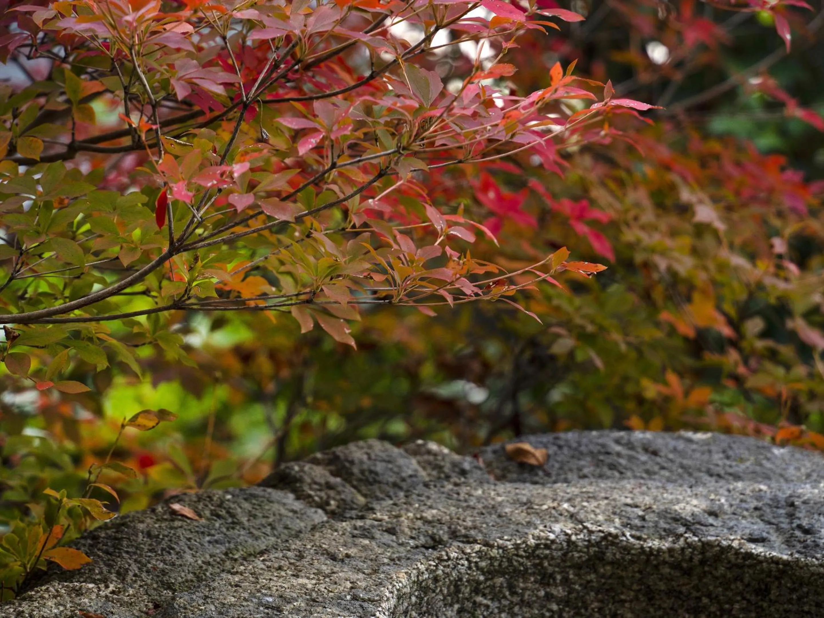 Natural landscape in ROKU KYOTO, LXR Hotels & Resorts by Hilton