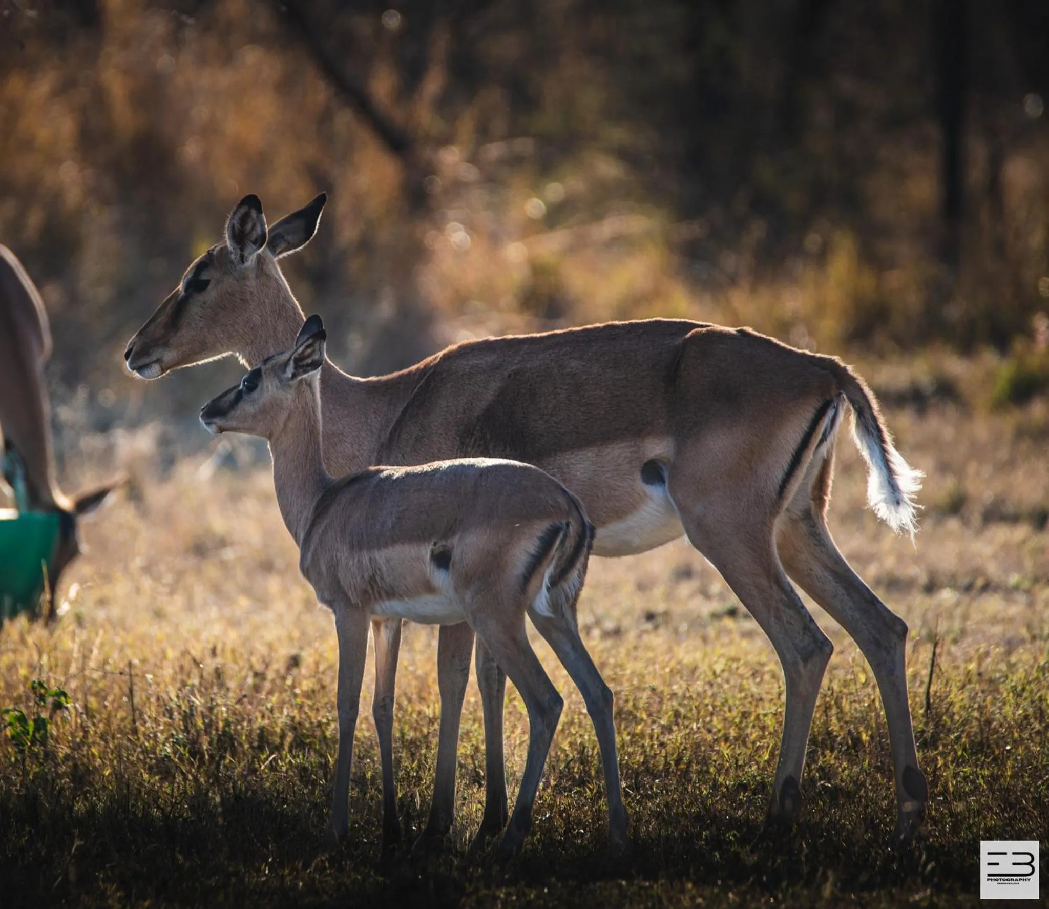 Animals in Geluksfontein Private Game Farm