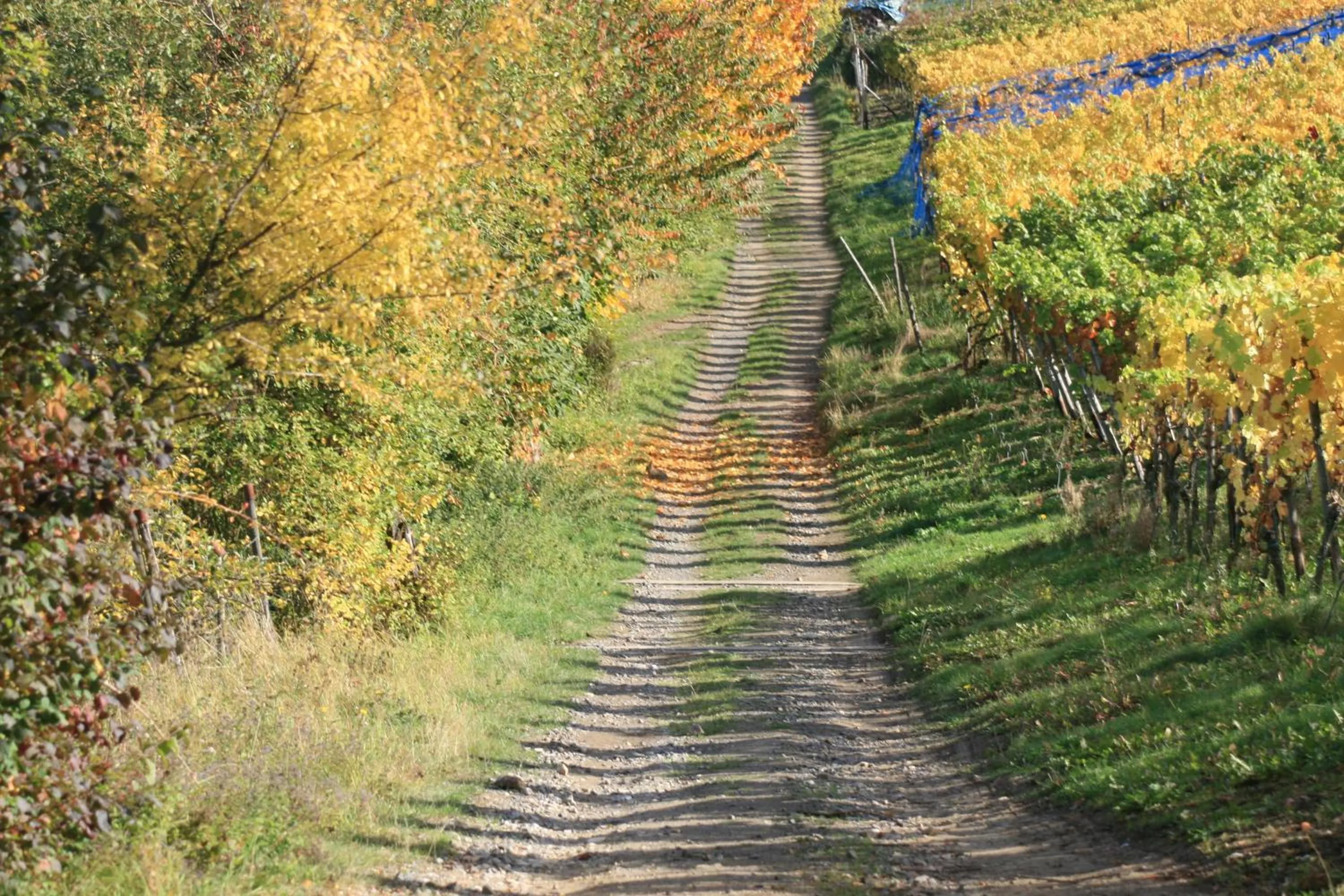 Area and facilities in Hotel Ännchen