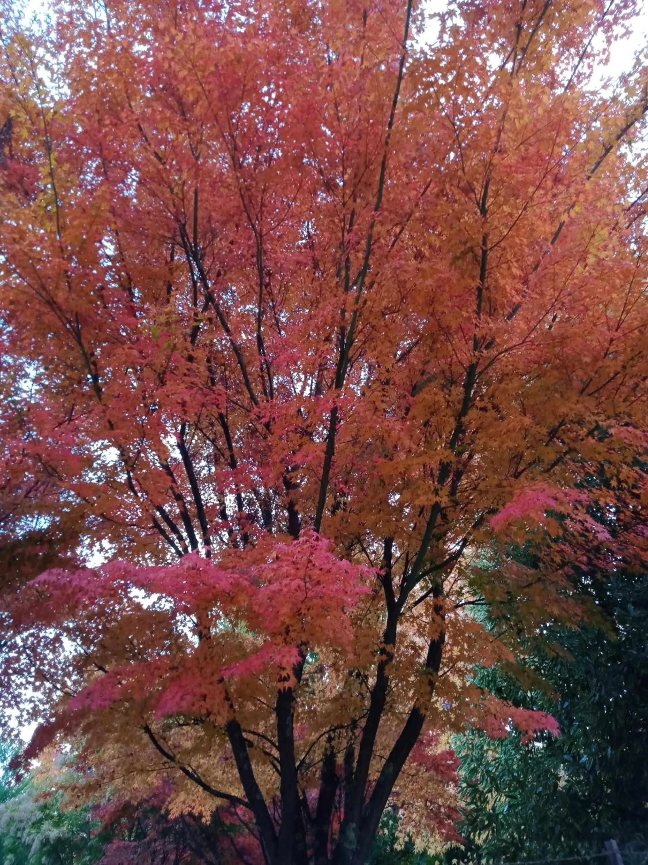 Buffalo Motel and Country Retreat
