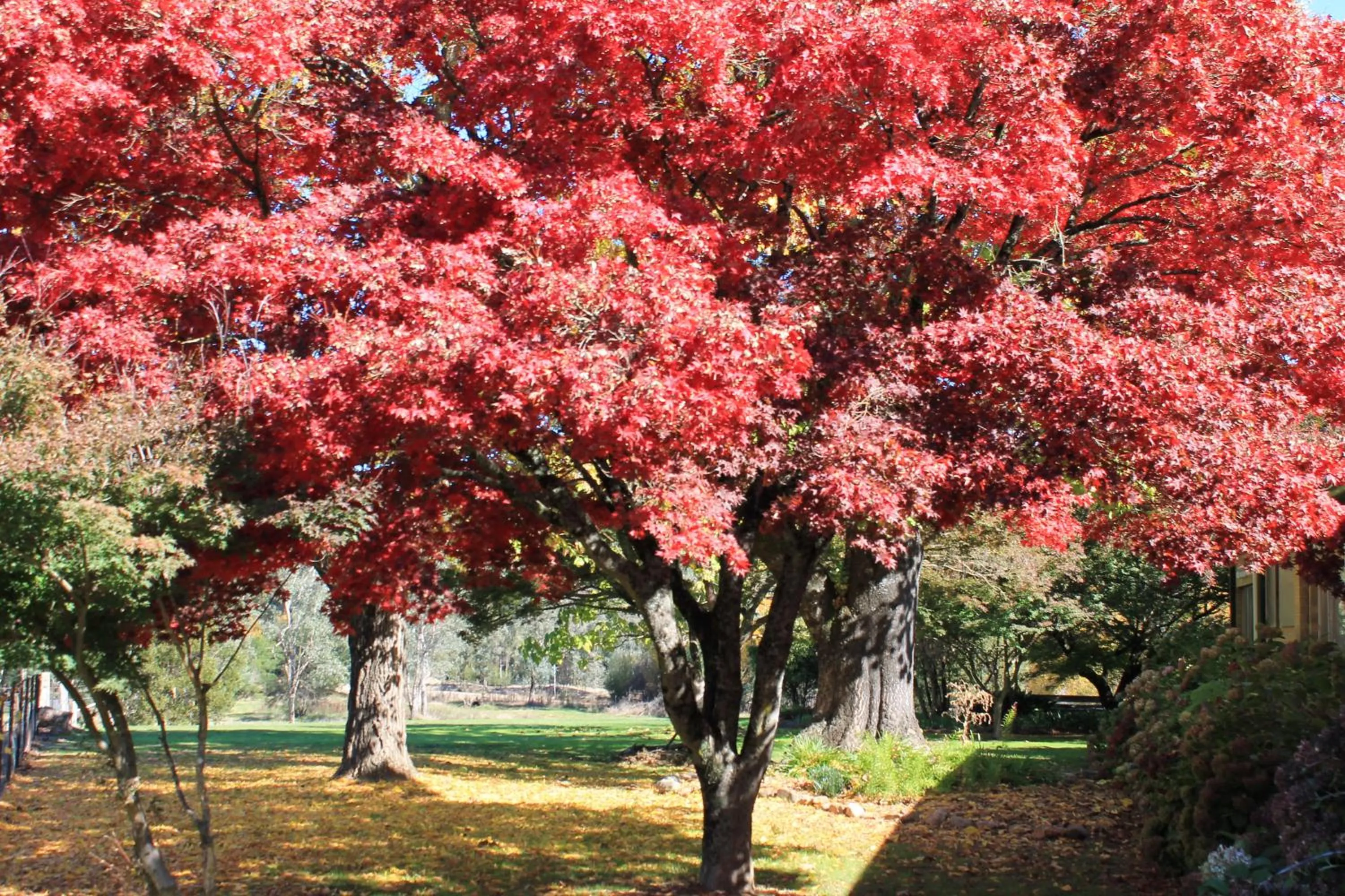 Garden in Buffalo Motel and Country Retreat