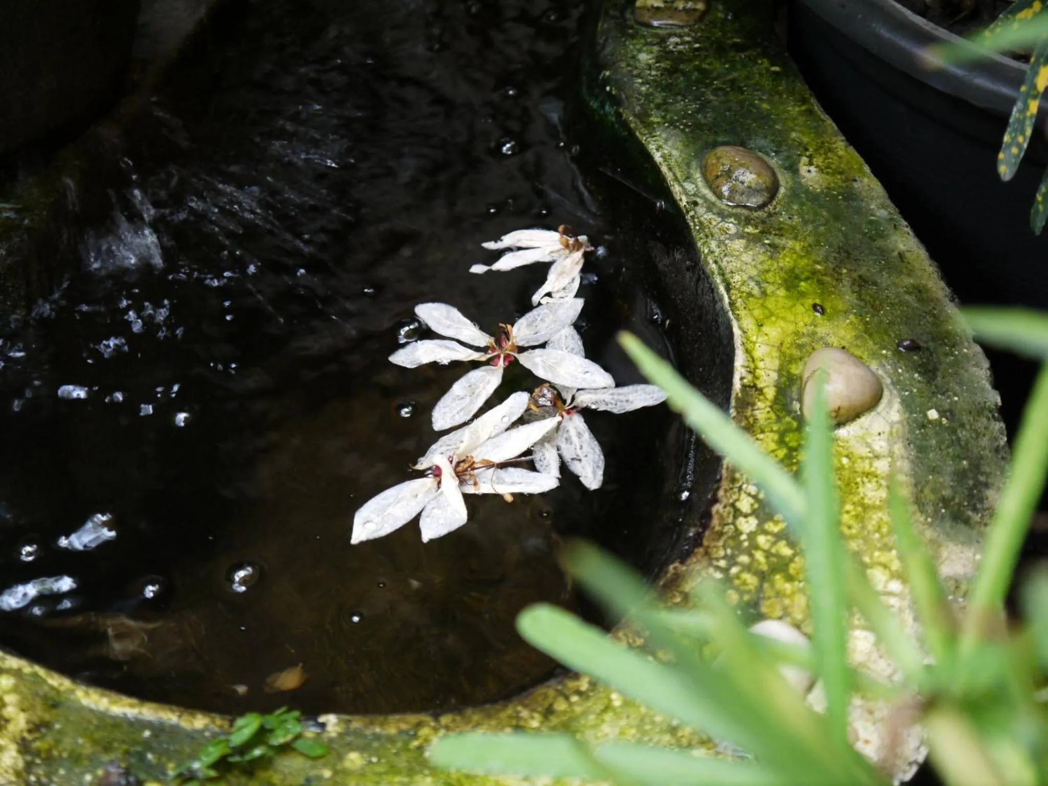 Sabaiday Guesthouse Nimman