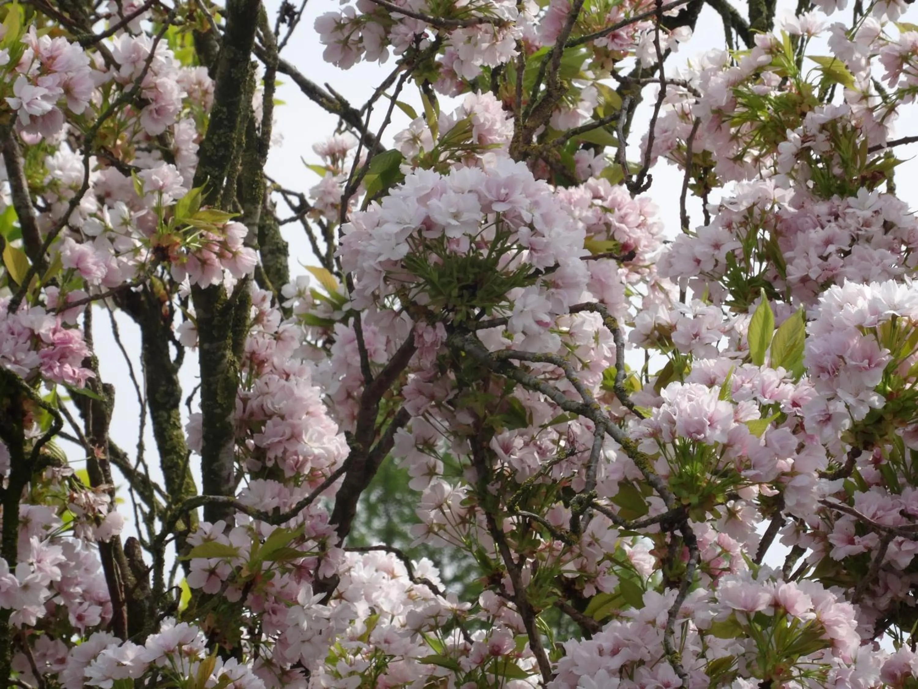 Garden in Hostellerie Daiseldaele