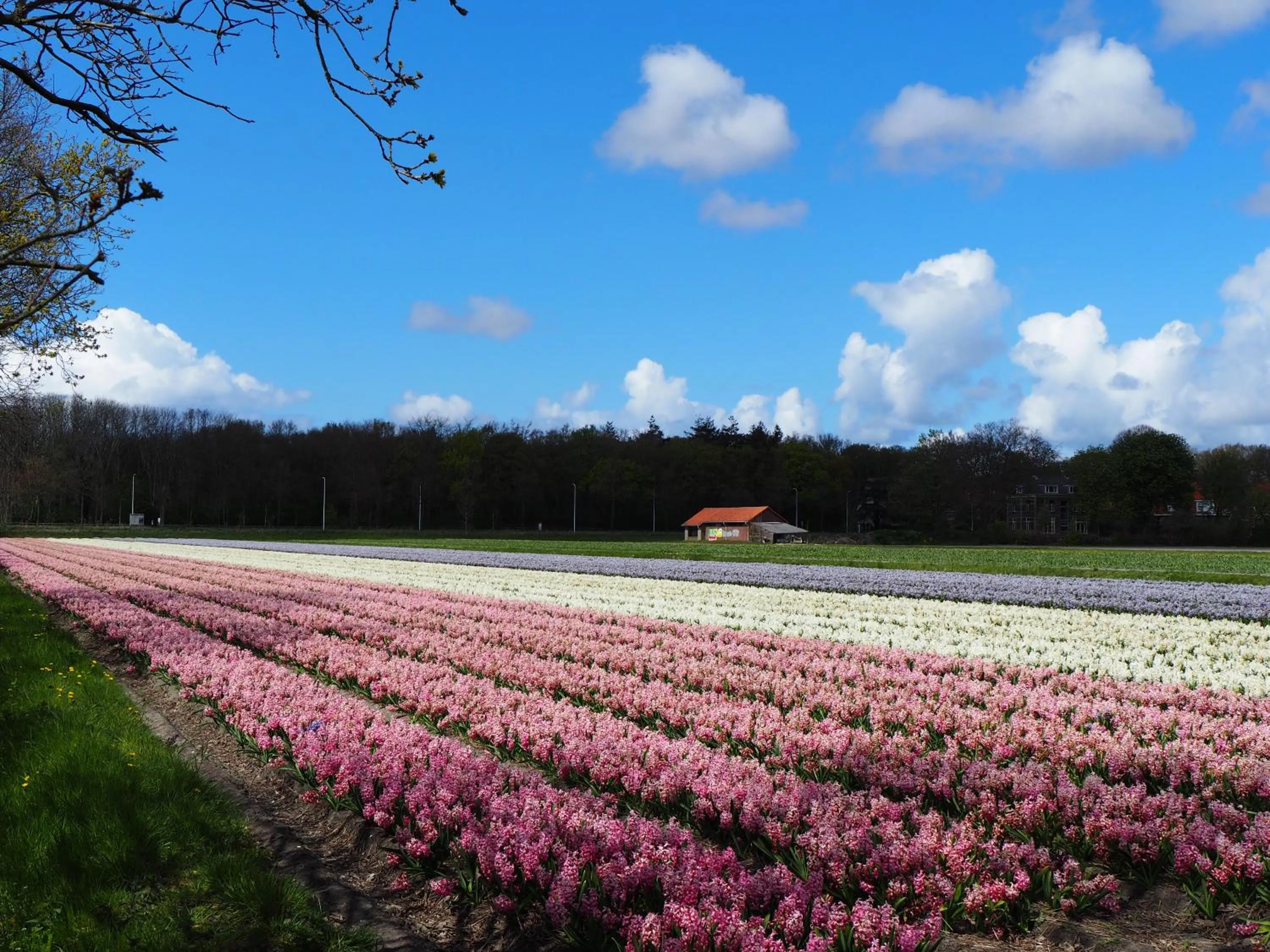 Natural landscape in Polderlodge