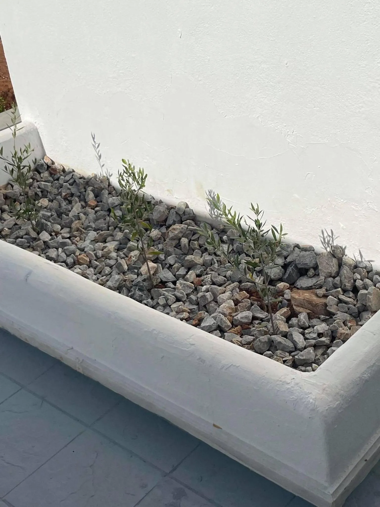 Garden in Coralli Beach Hotel