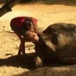 Animals in Eden Villa