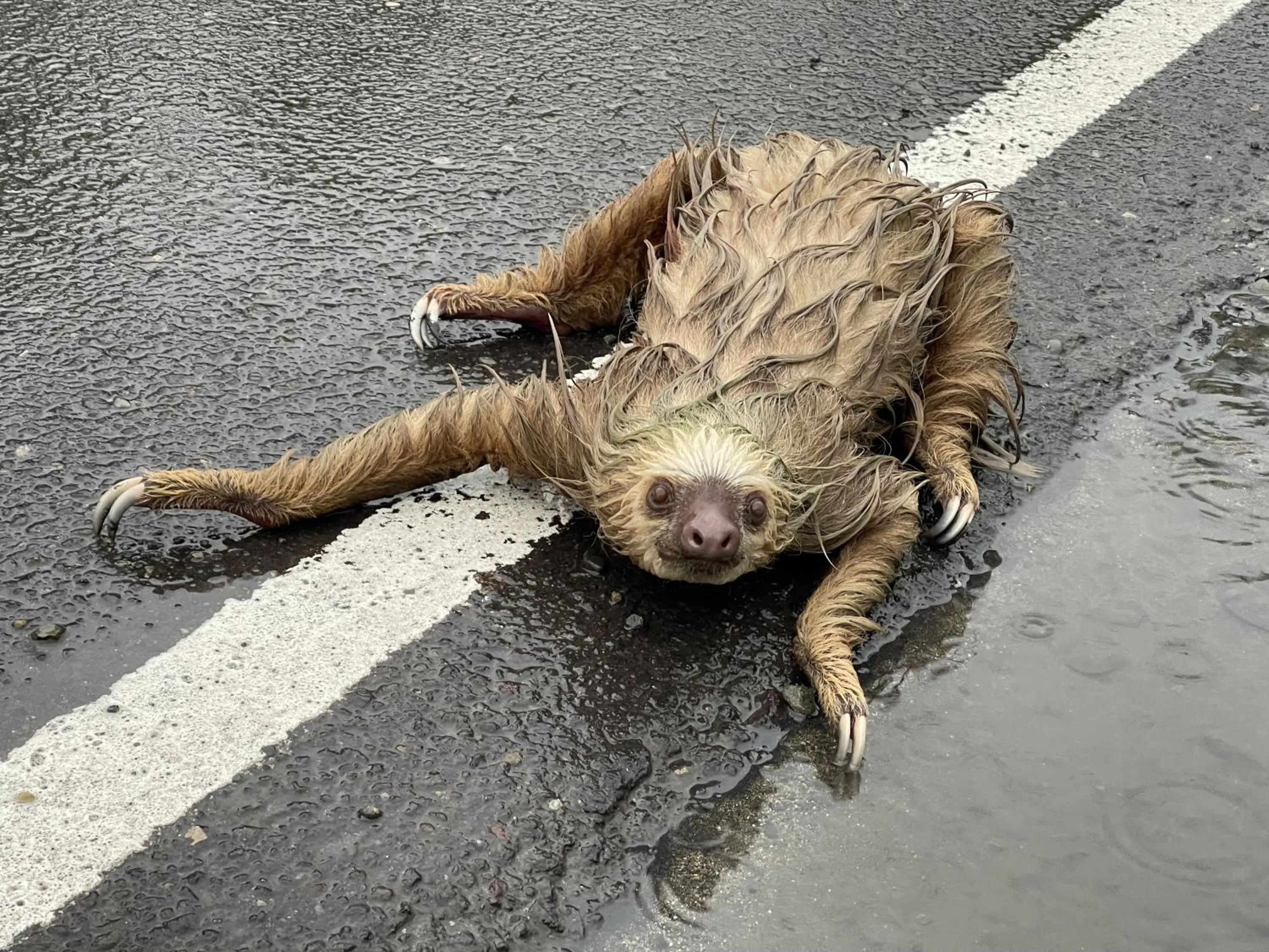 Natural landscape in Pangea Lodge with Shared Pool at the Heart of Manzanillo