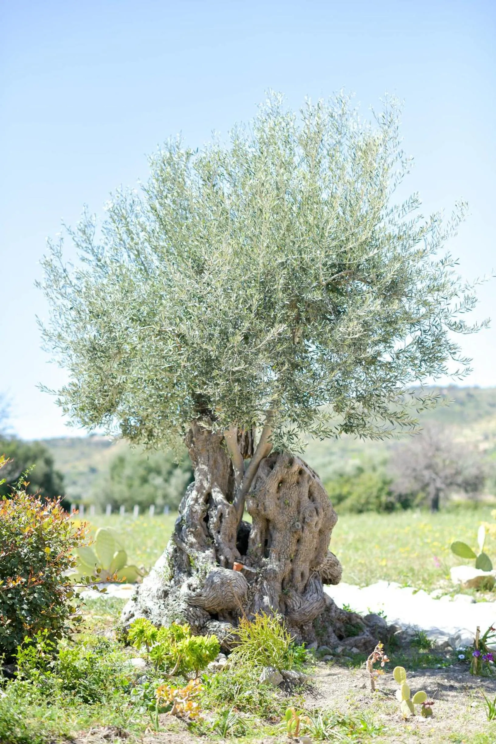 Natural landscape in LUCCICAMARE family-run BeB