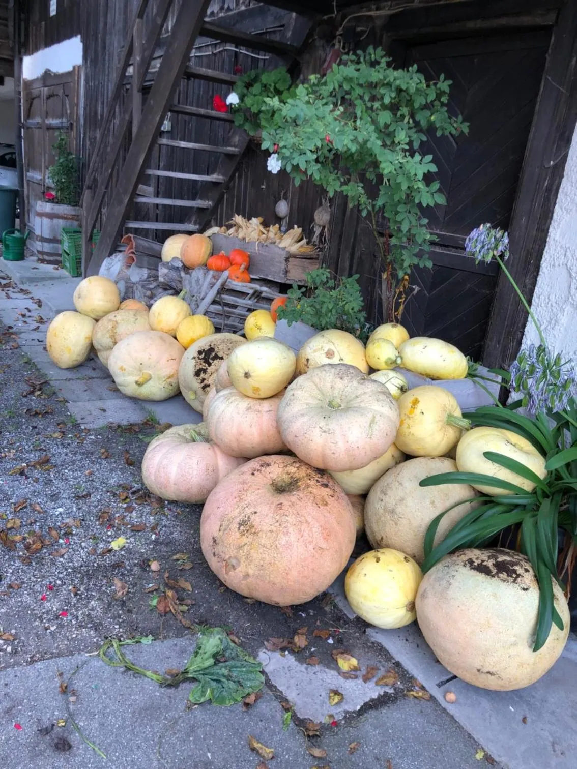 Autumn in Alpenhof Landhotel Restaurant