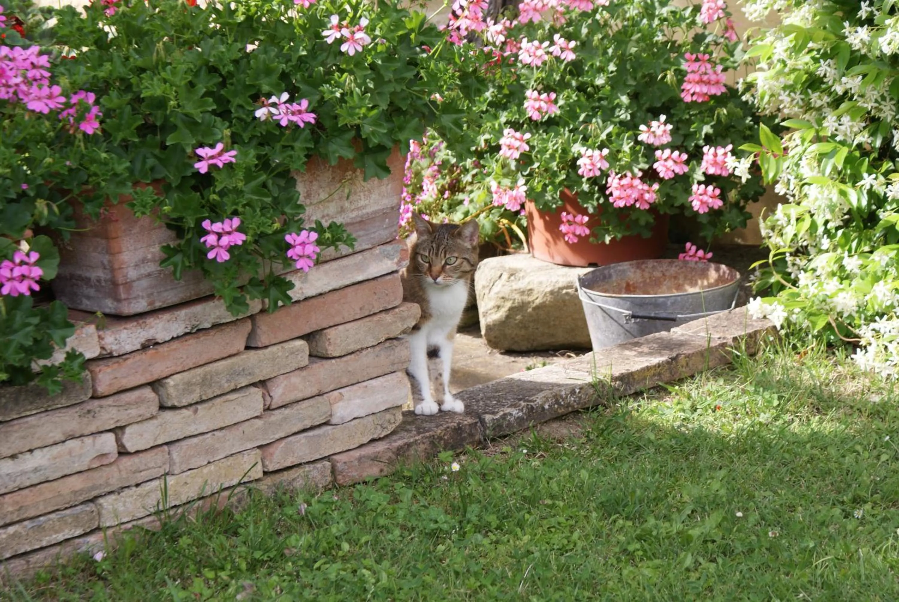 Garden view in B&B Salvarosa