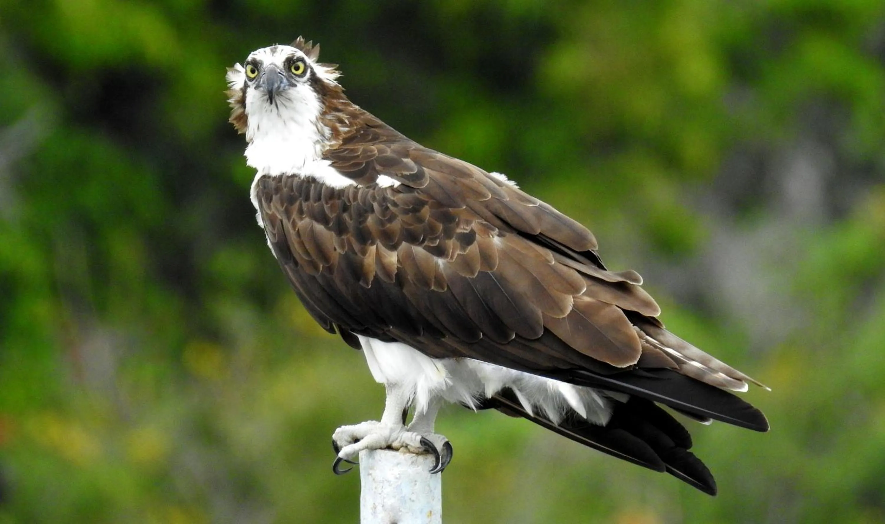 Zopango Orchids Island