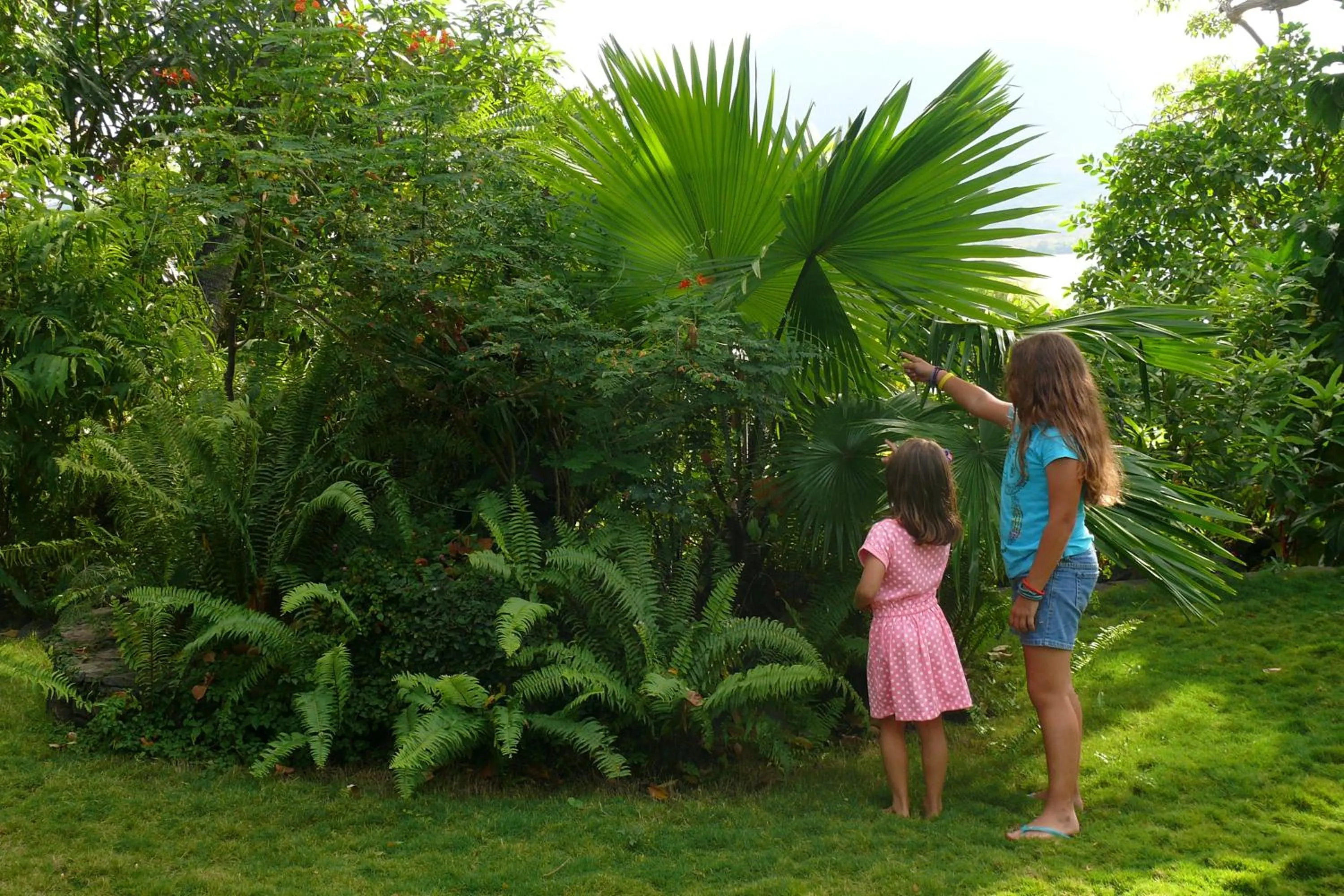 Zopango Orchids Island